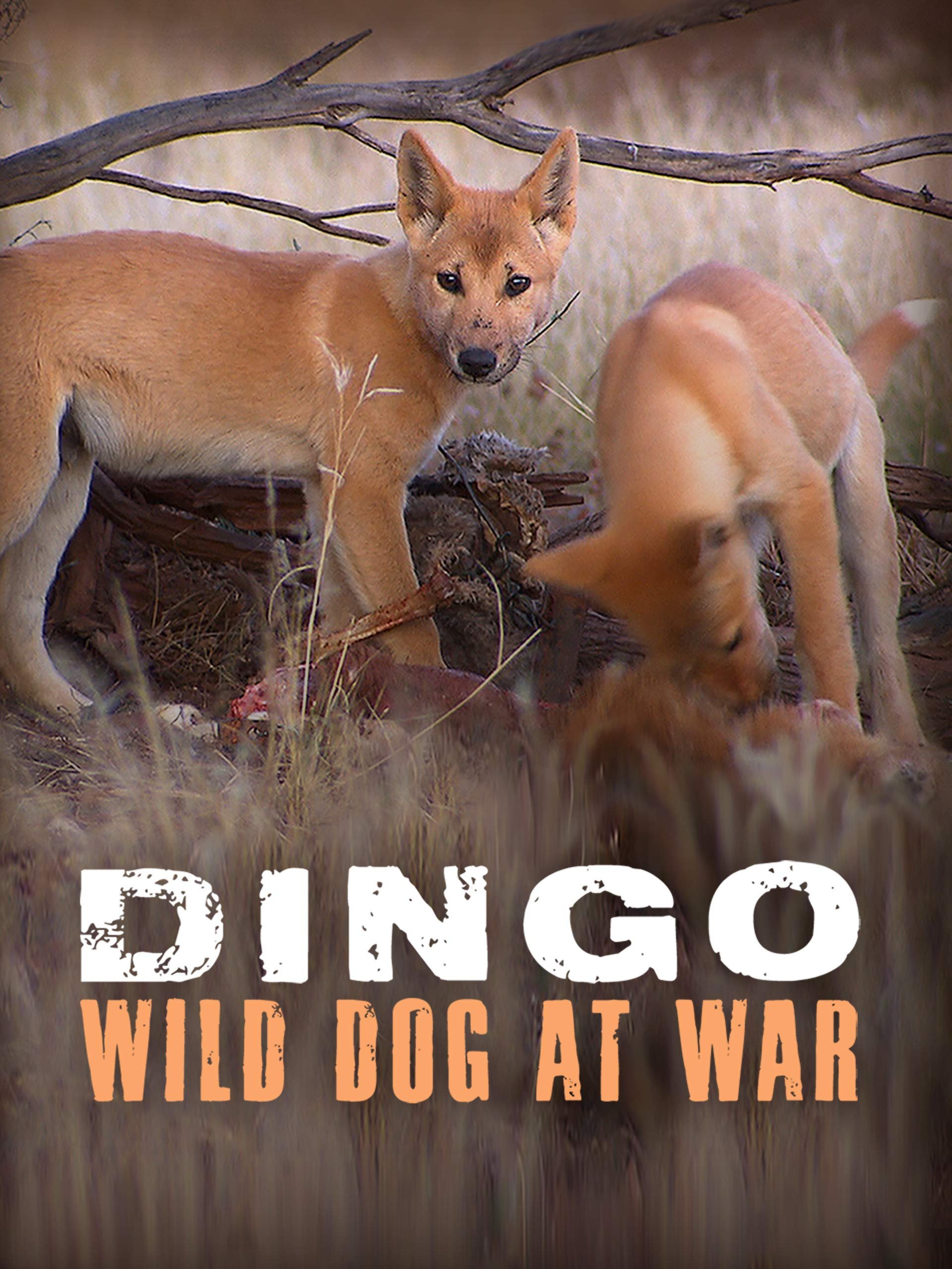 DINGO Wild Dog at War