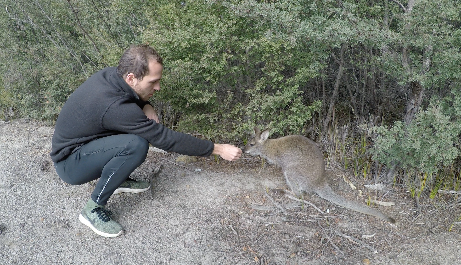  Quick chat with a wild wallaby 