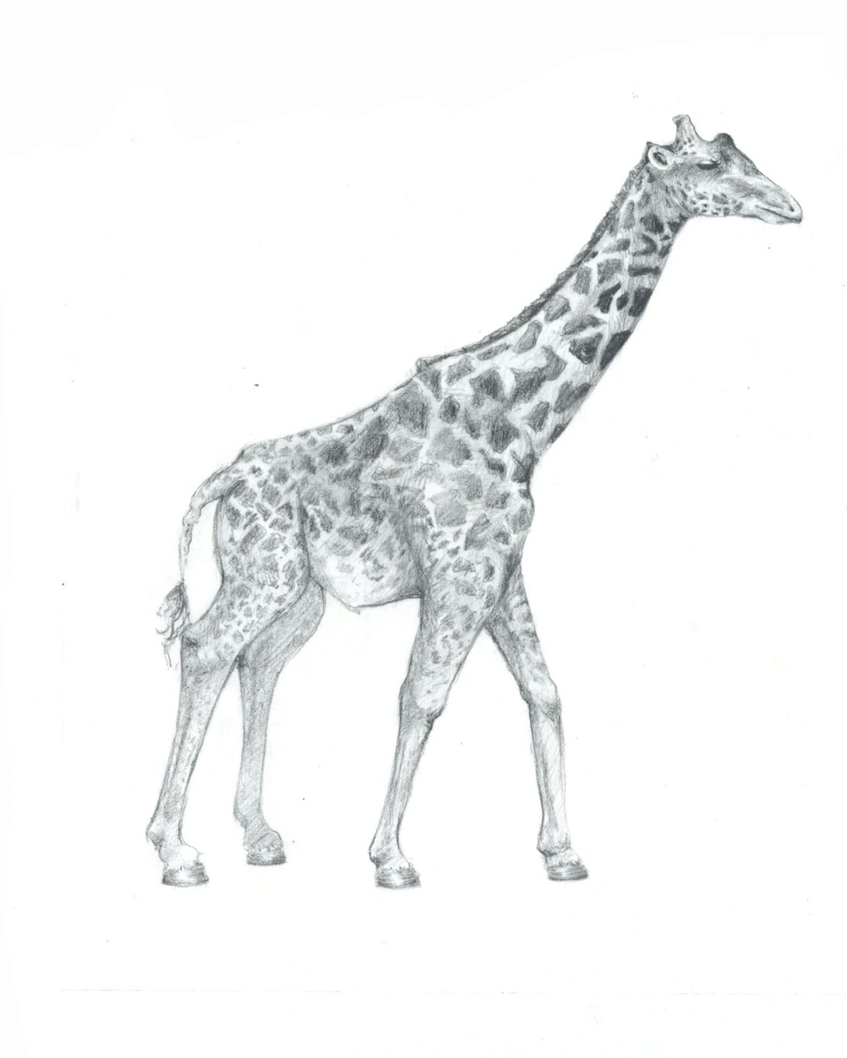 Carlson_Mari_Spring2017_Overlay_Giraffe1.png
