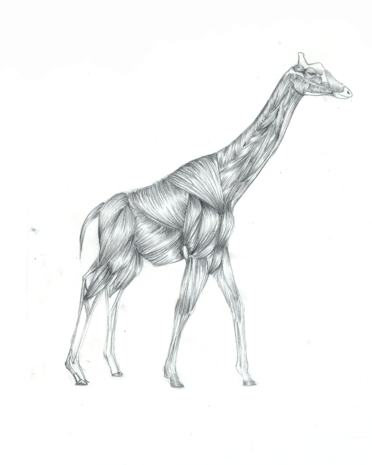 Carlson_Mari_Spring2017_Overlay_Giraffe2.png
