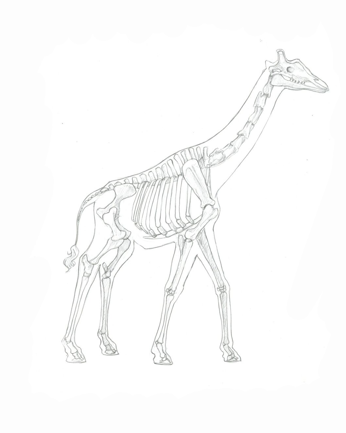 Carlson_Mari_Spring2017_Overlay_Giraffe3.png