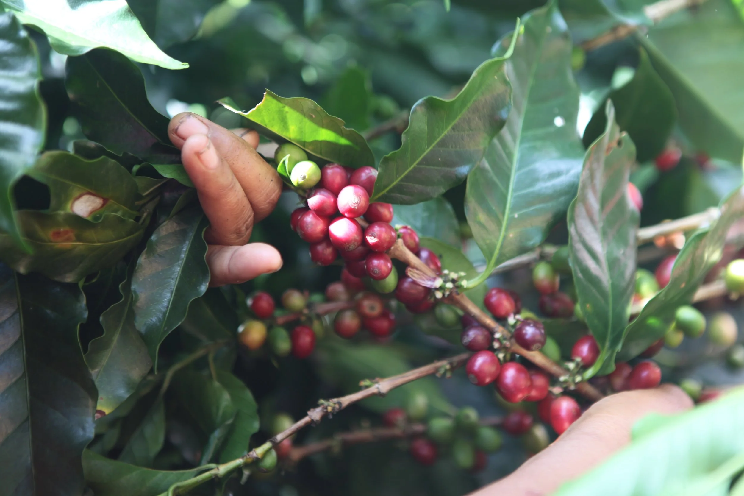 coffee cherry.jpeg