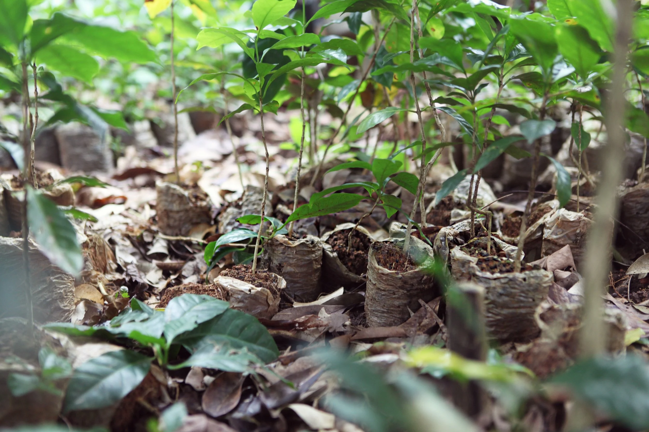 Coffee Seedling Cultivation