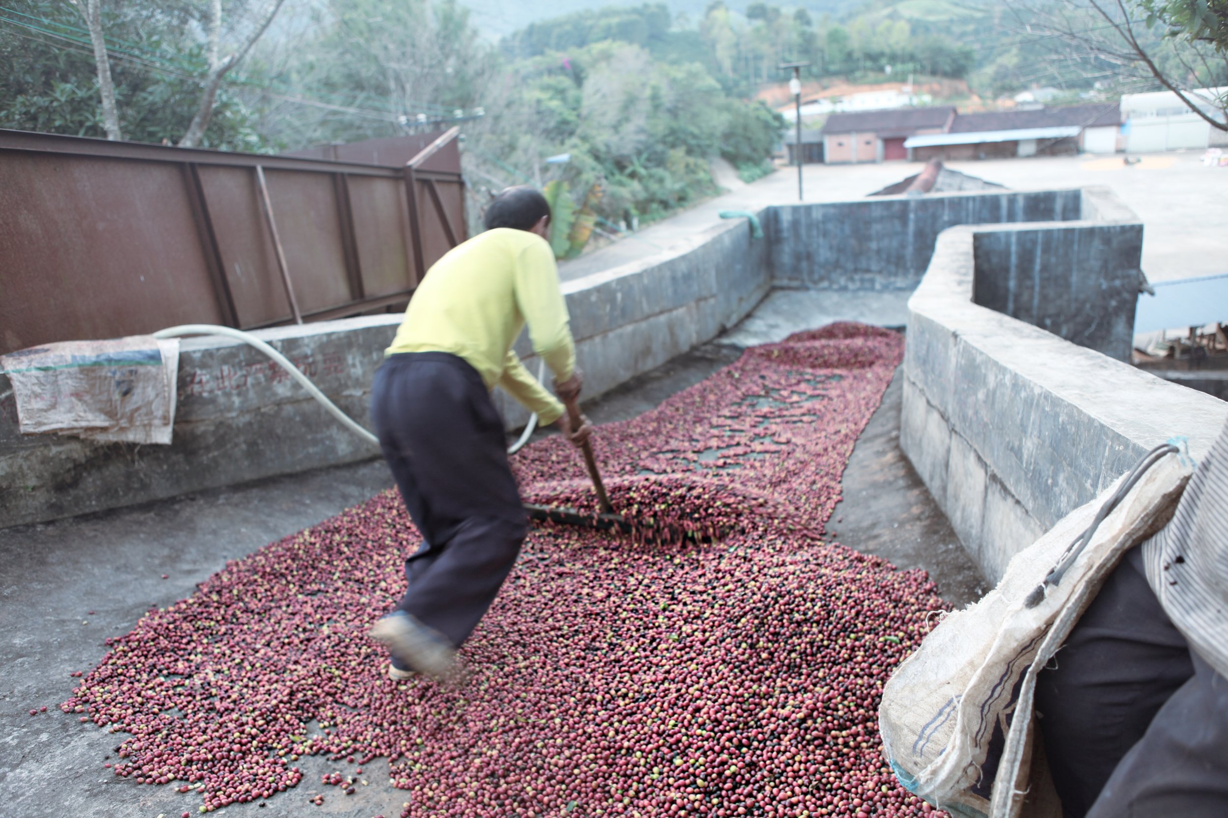 unload the coffee cherries