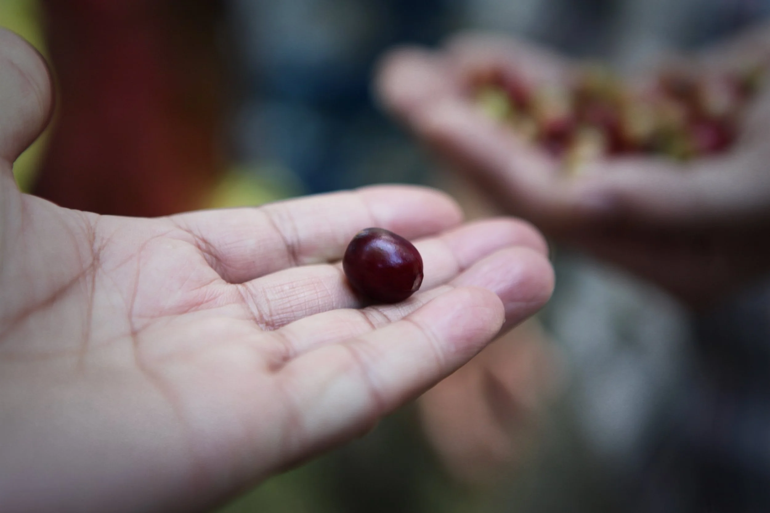 fully ripe coffee cherry in hand