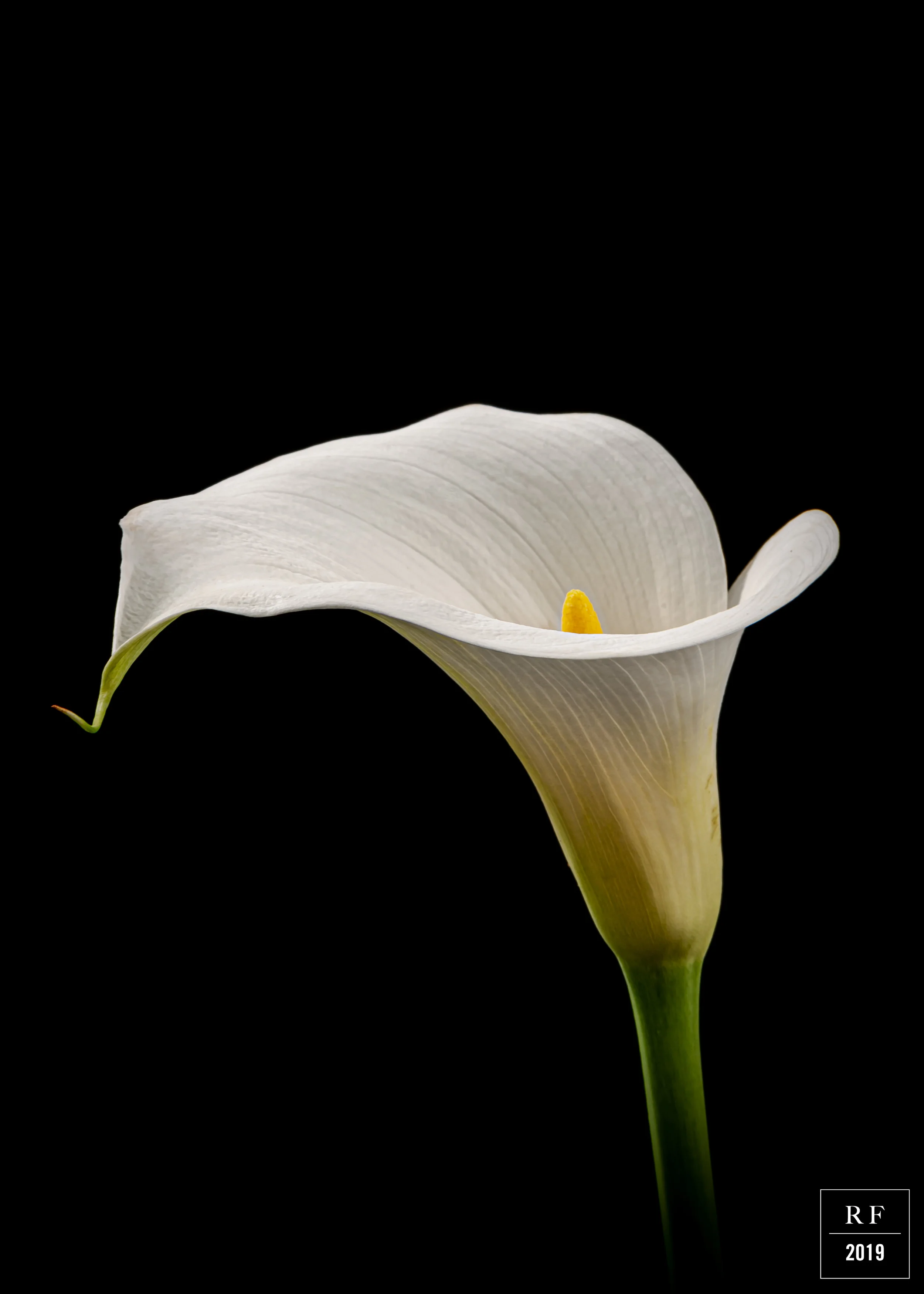 _DSC7981-Enhanced.jpg