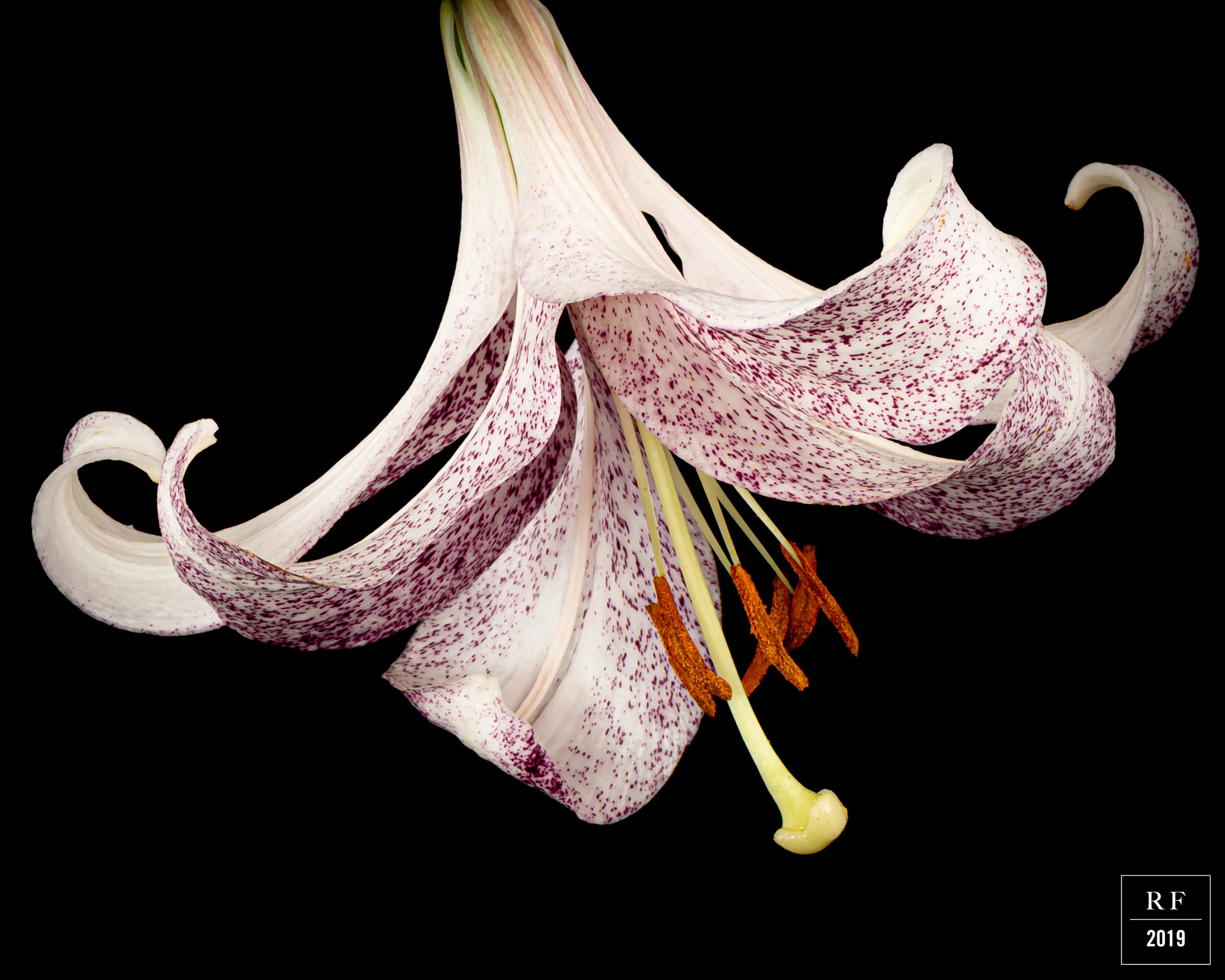_DSC8140-Enhanced.jpg
