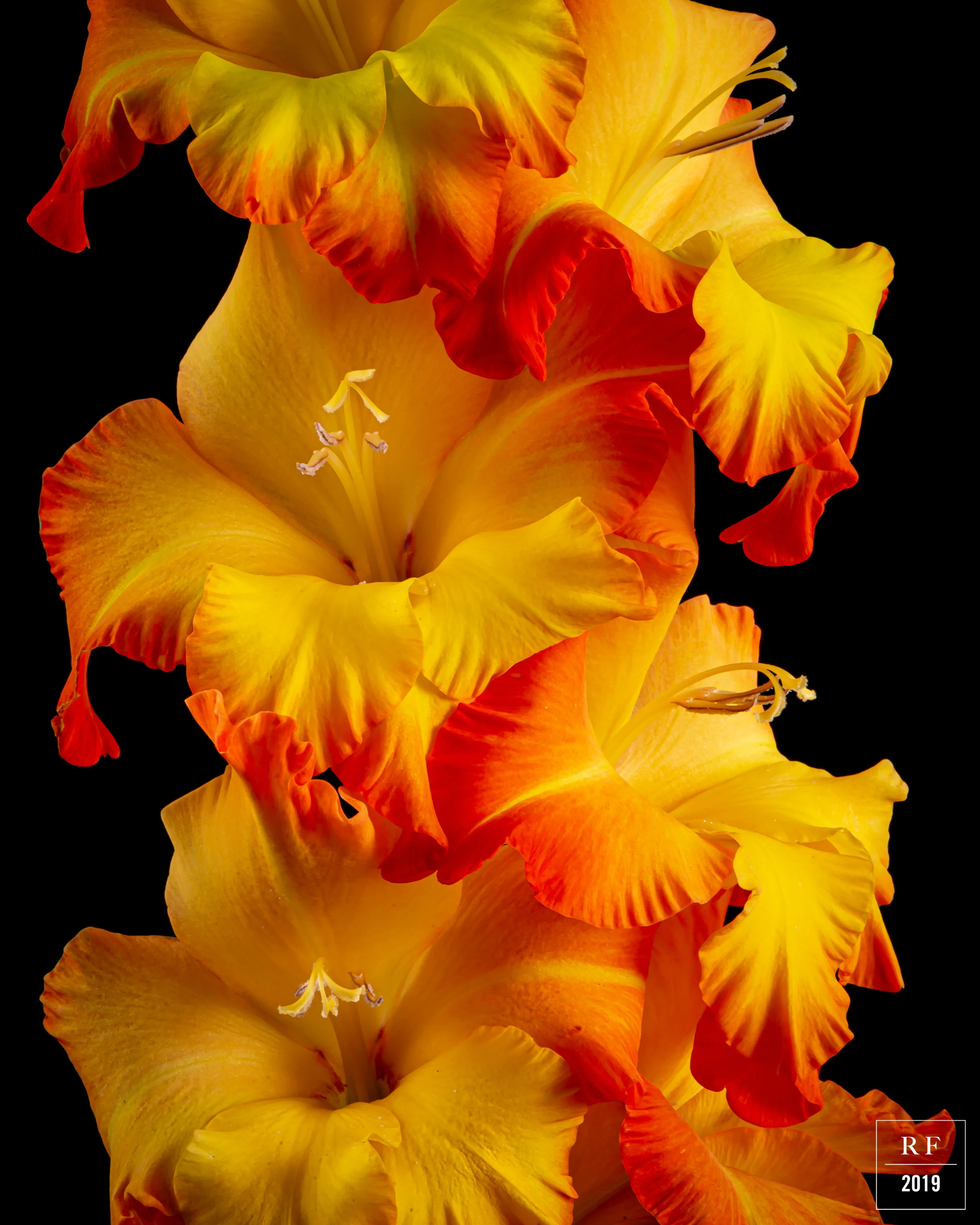 _DSC8214-Enhanced.jpg