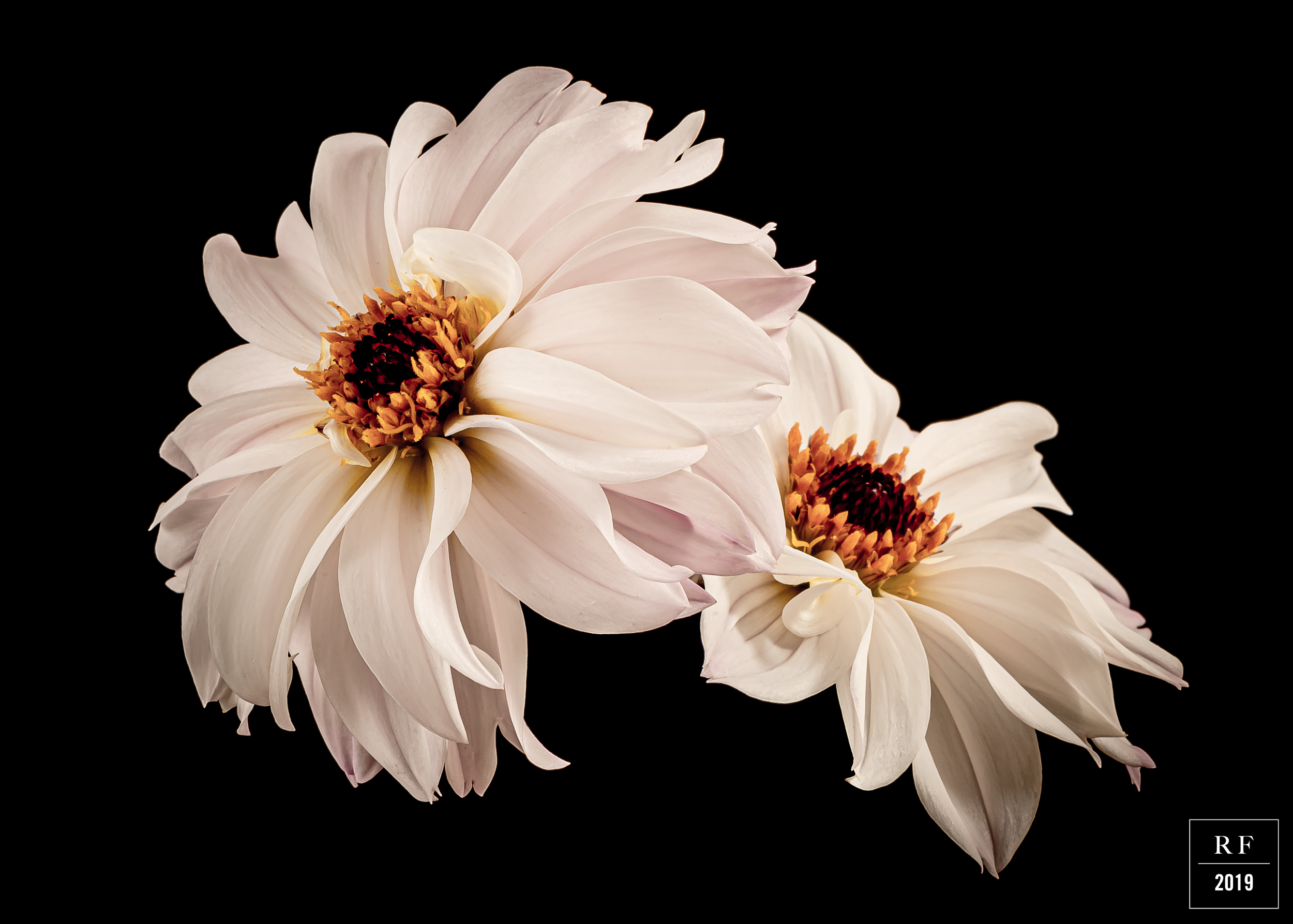 _DSC8276-Enhanced.png