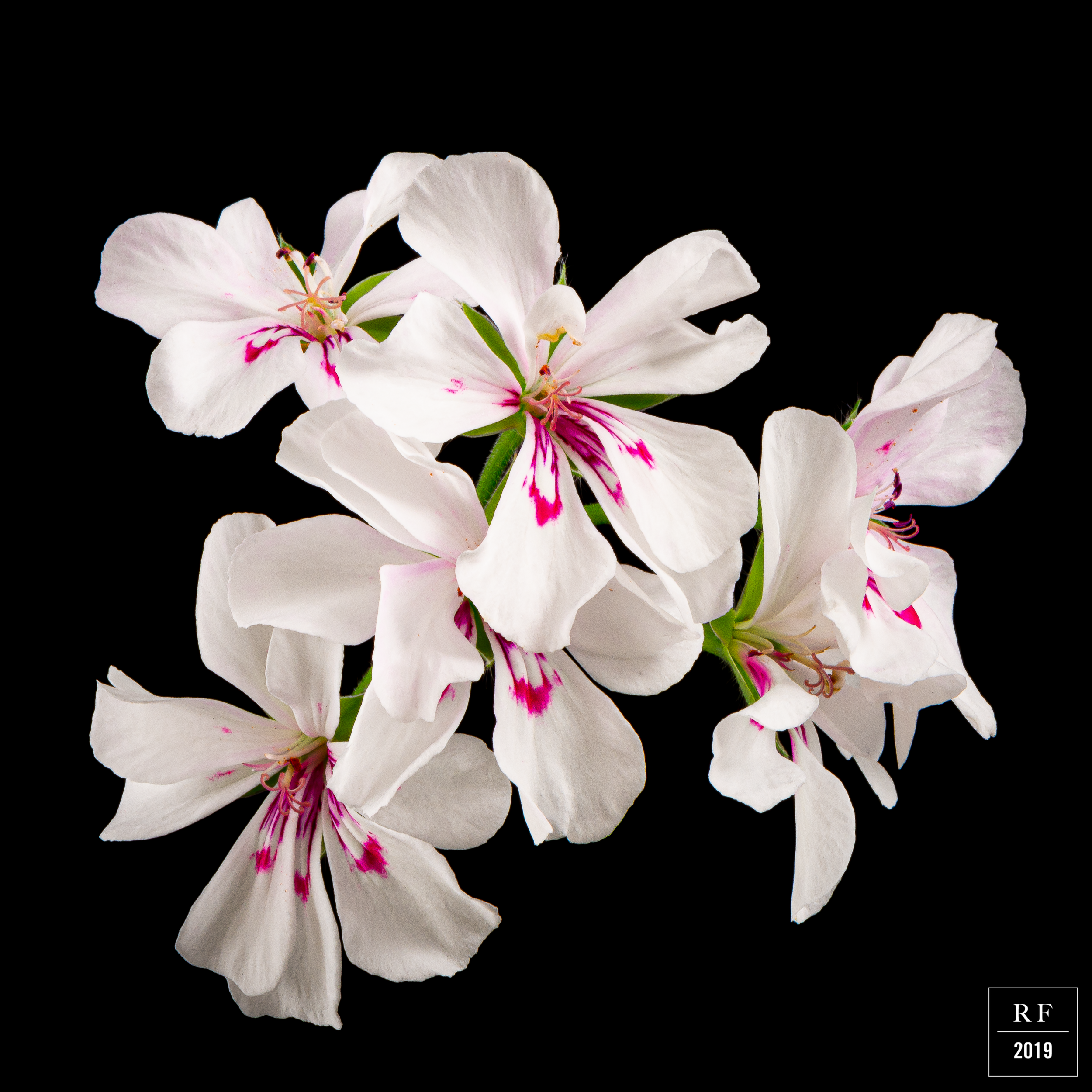 _DSC8297-Enhanced.png
