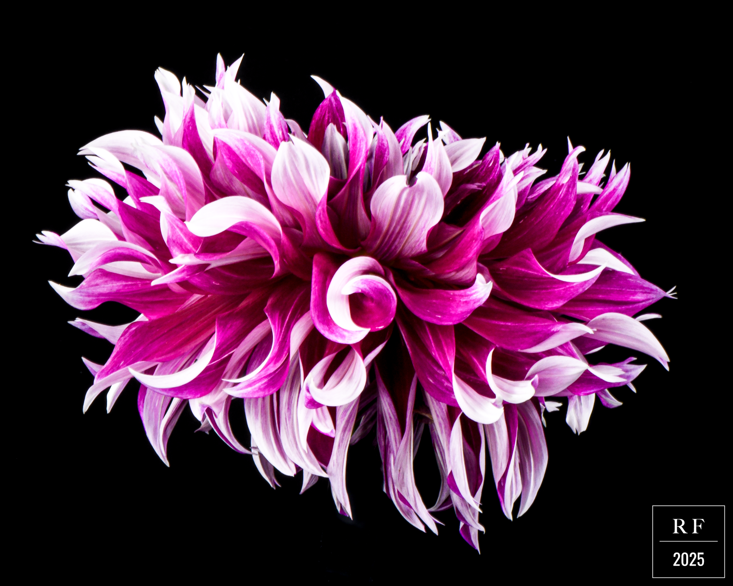 DSC_1298.png