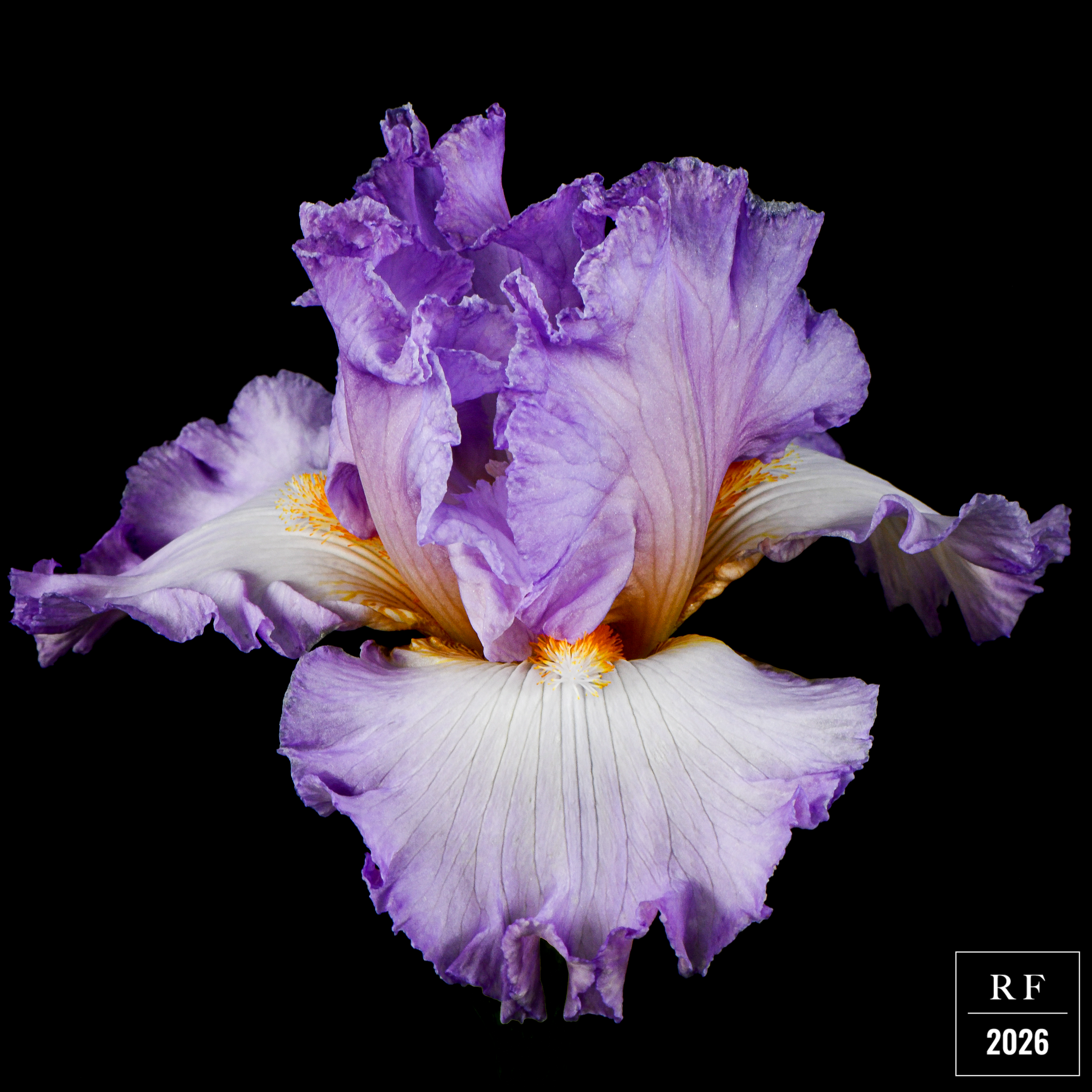 DSC_1414.png