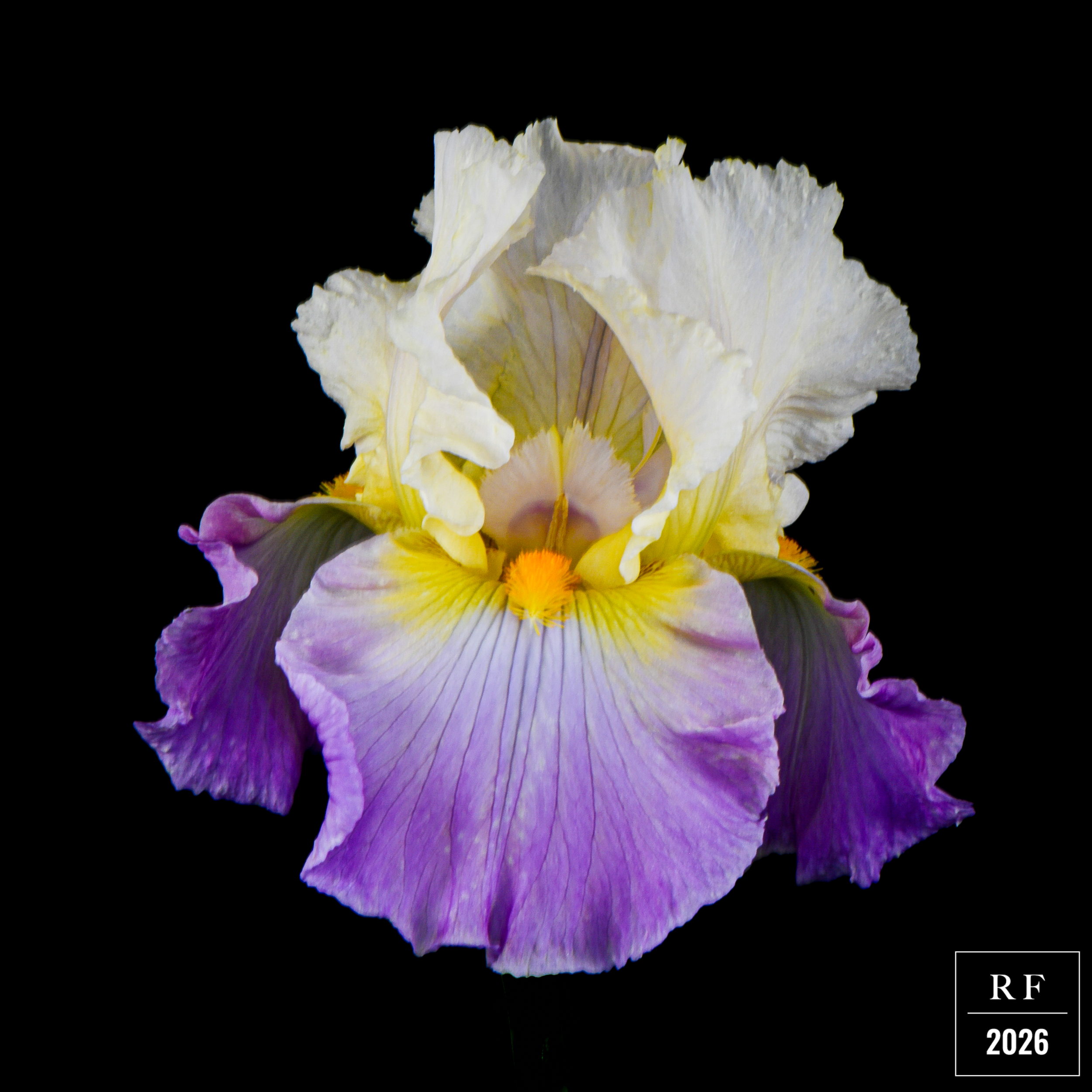 DSC_1463.png