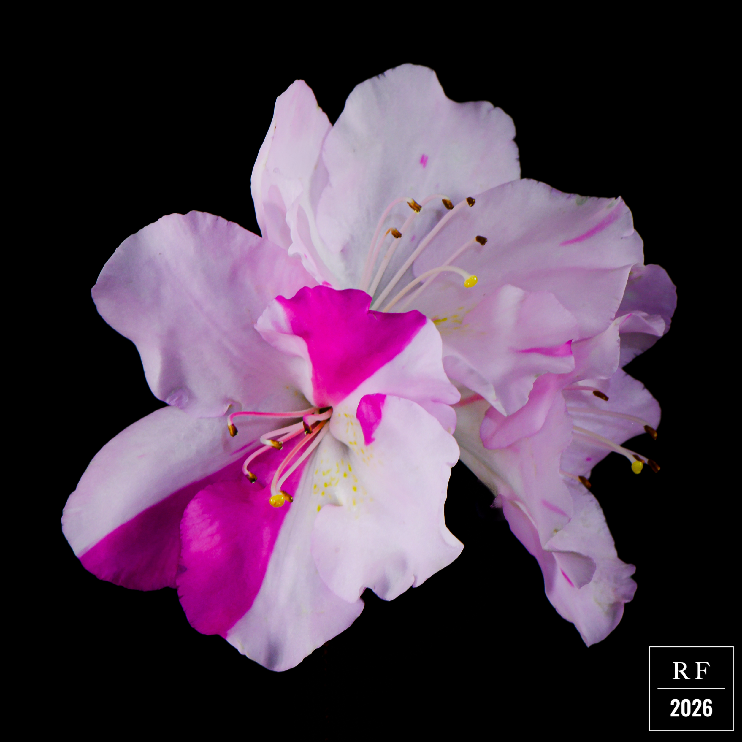 DSC_1491-2.png