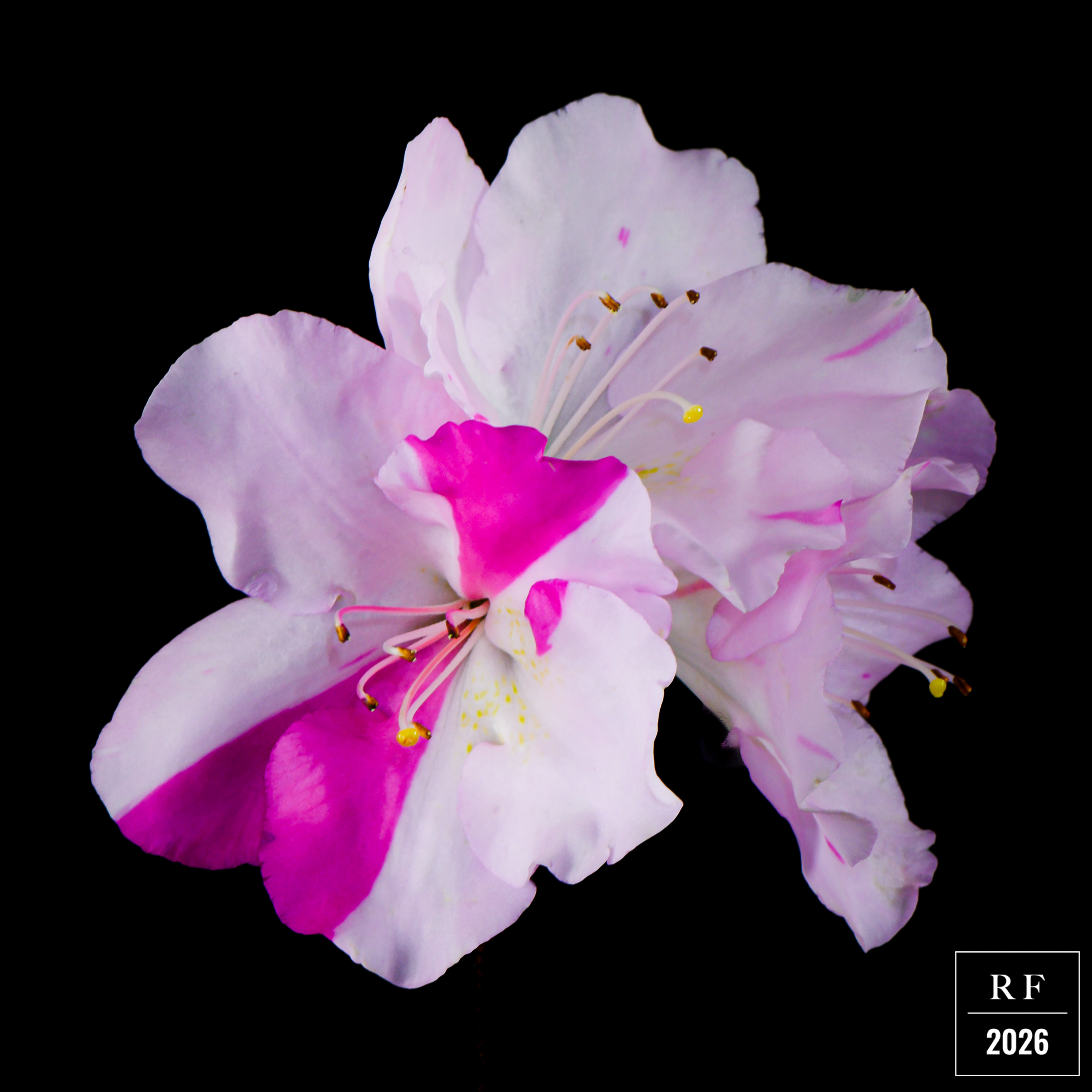 DSC_1491.png