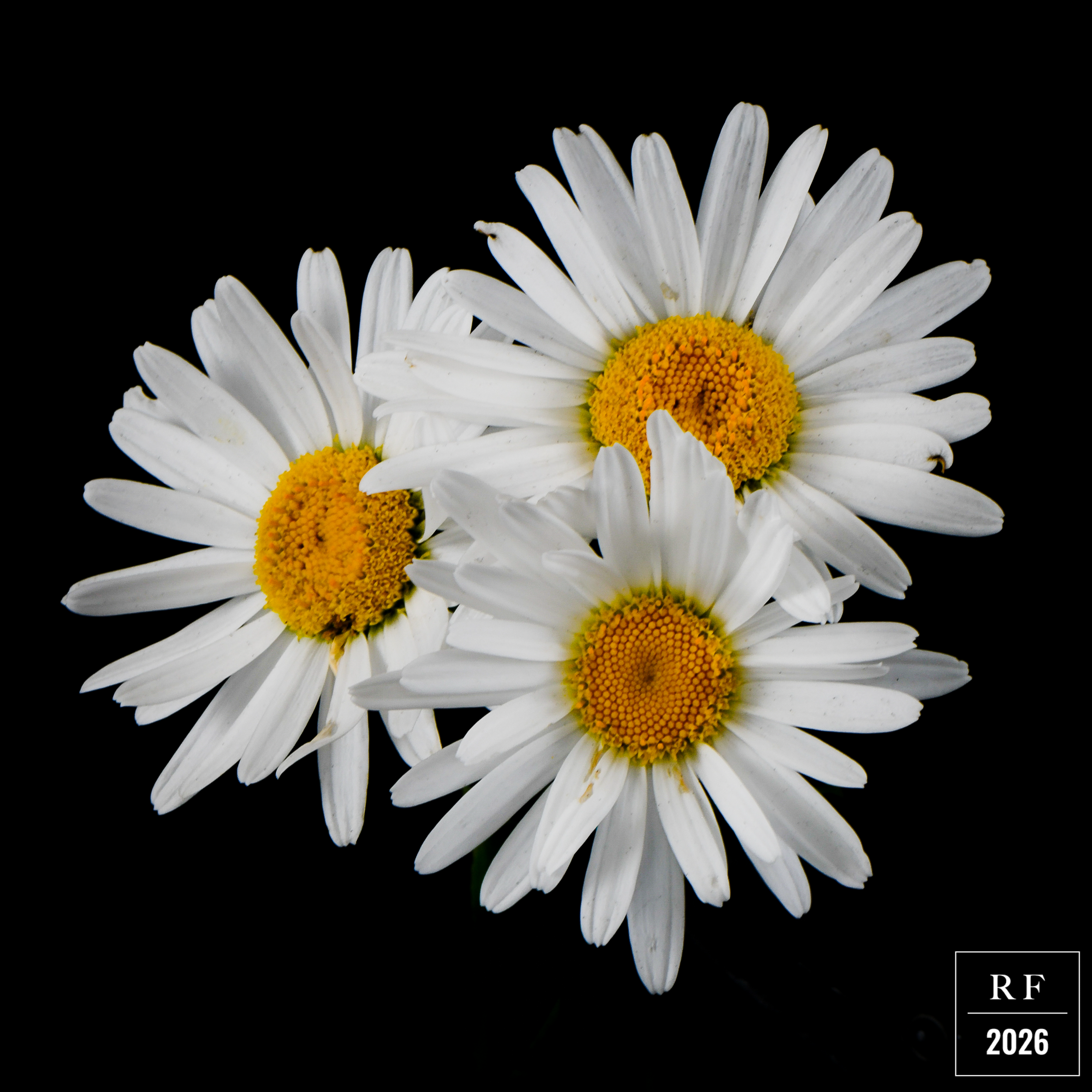 DSC_1503.png