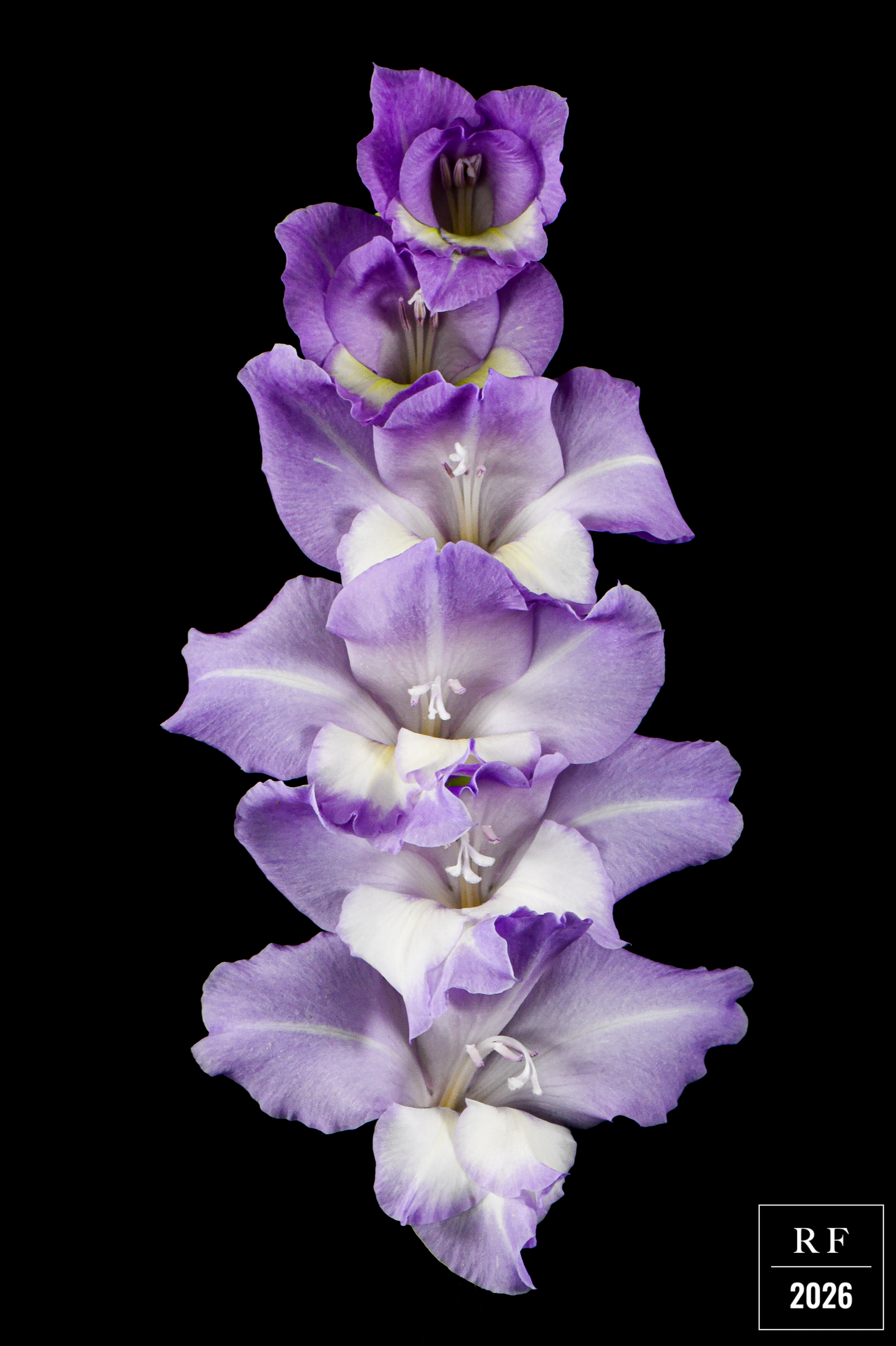 DSC_1512.png