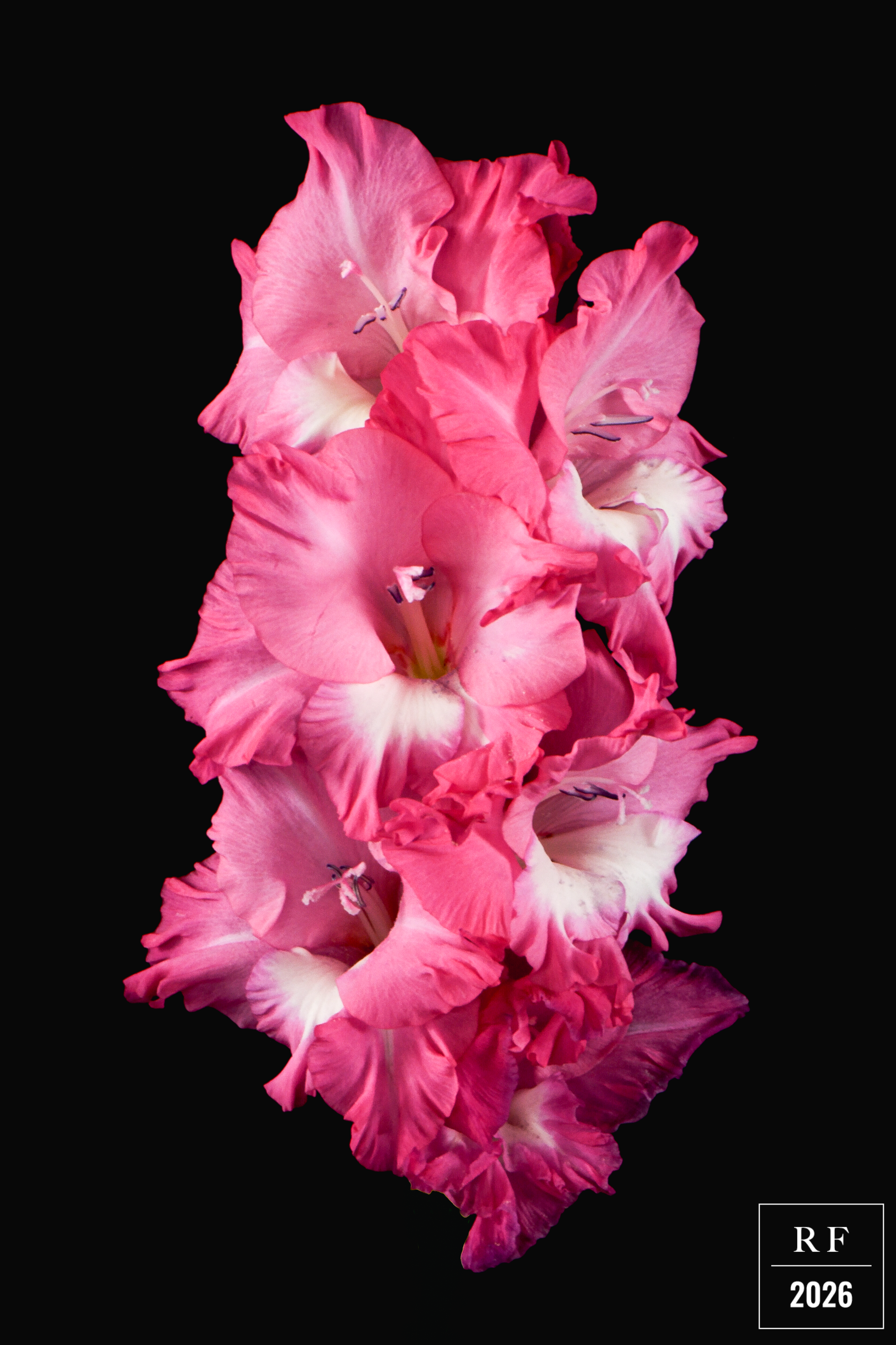DSC_1509.png