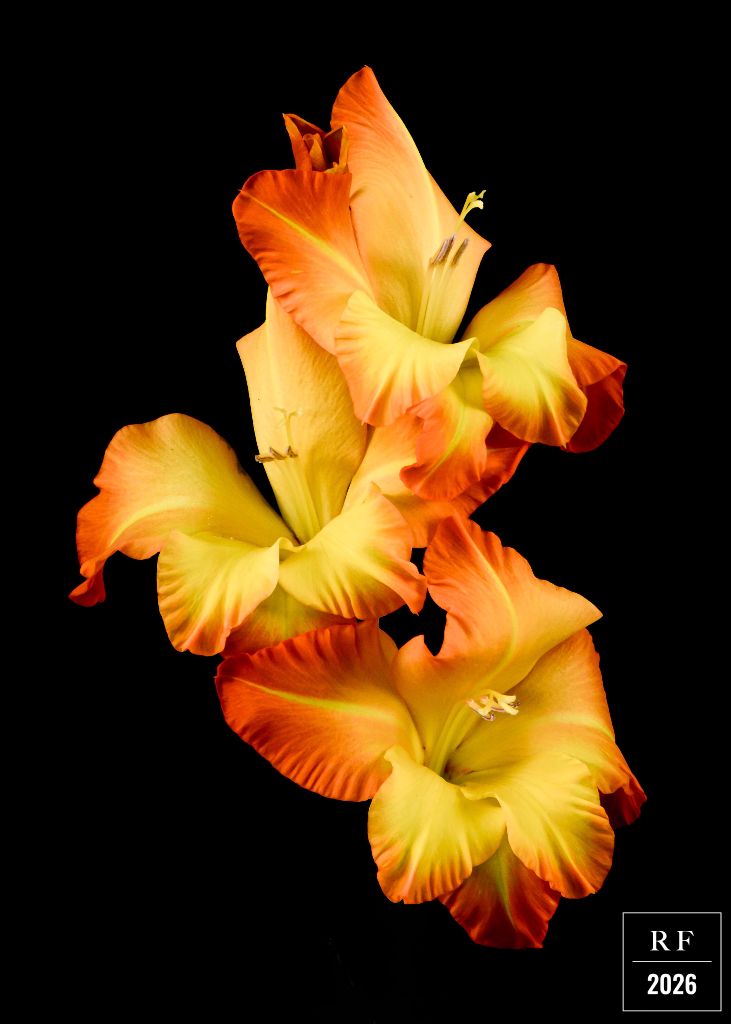 DSC_1532.png