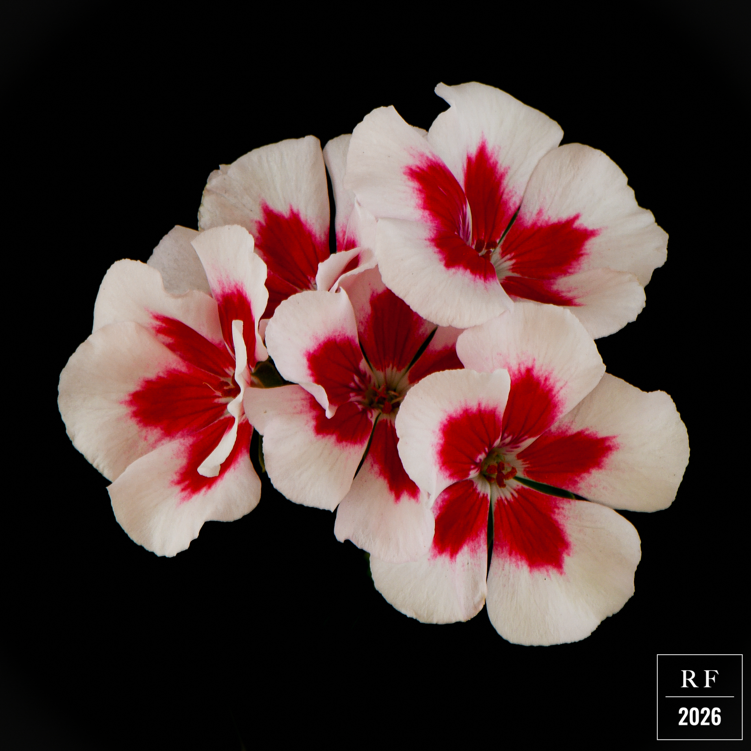 DSC_1535.png