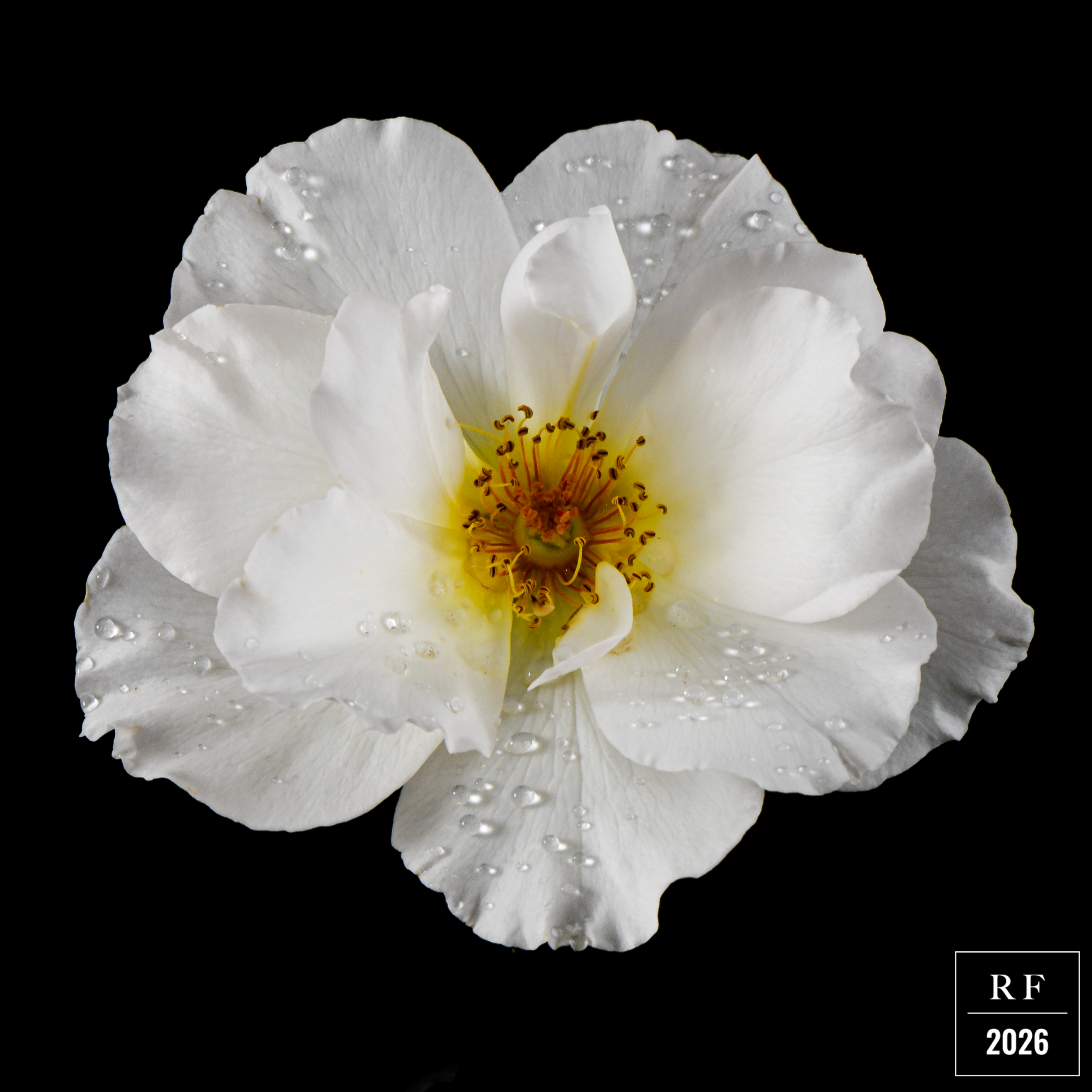 DSC_1539.png