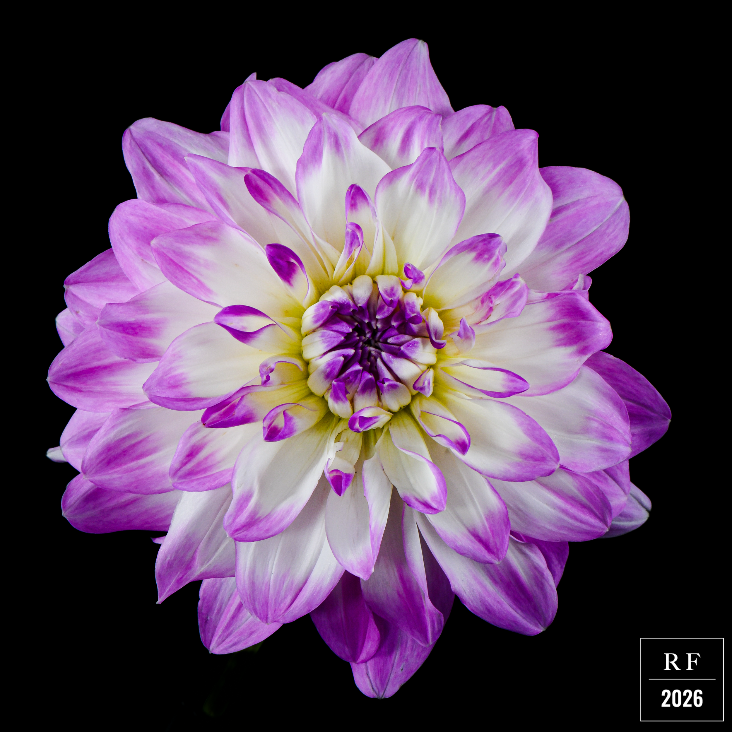 DSC_1548.png