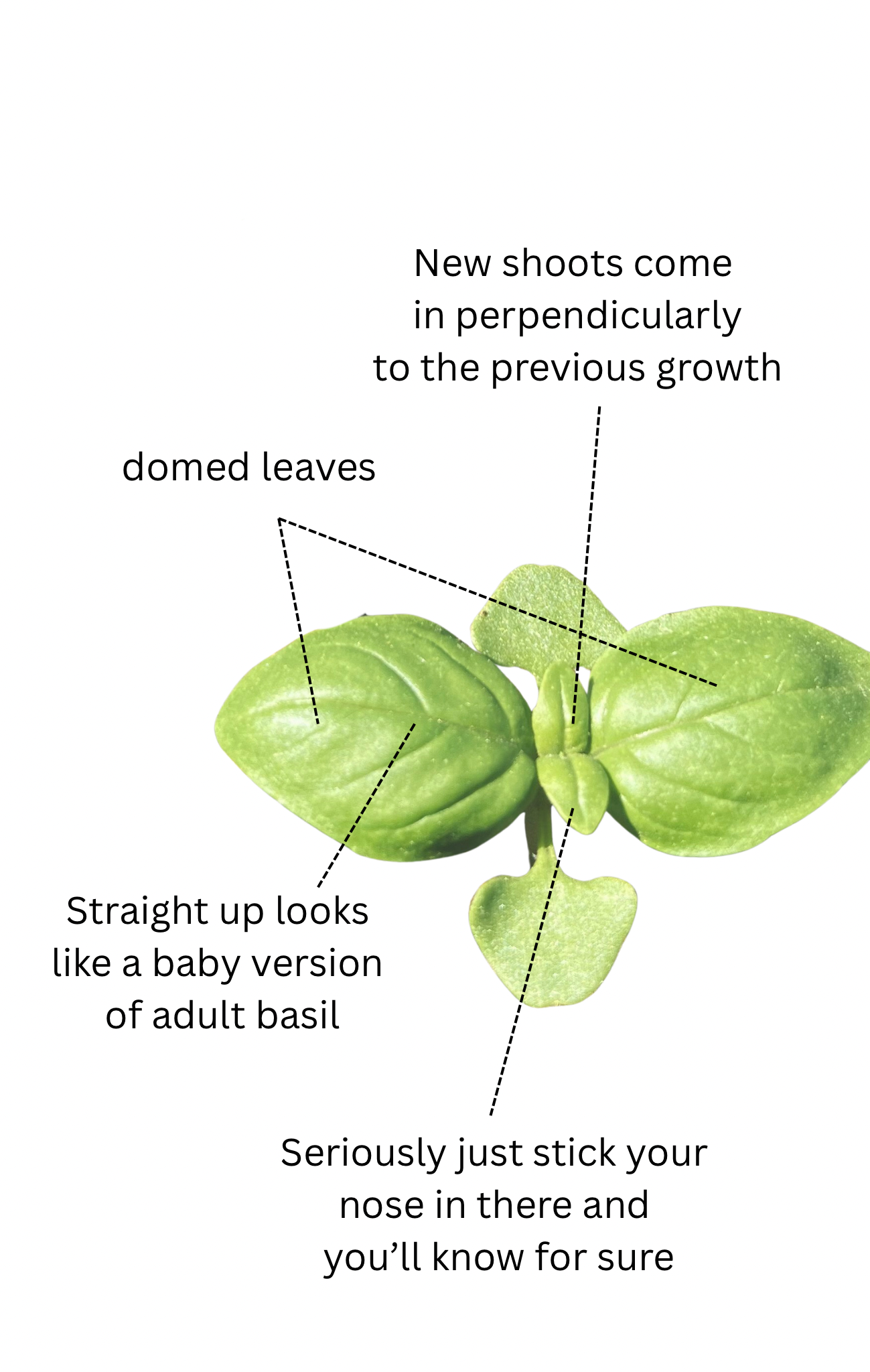 domed leaves.PNG