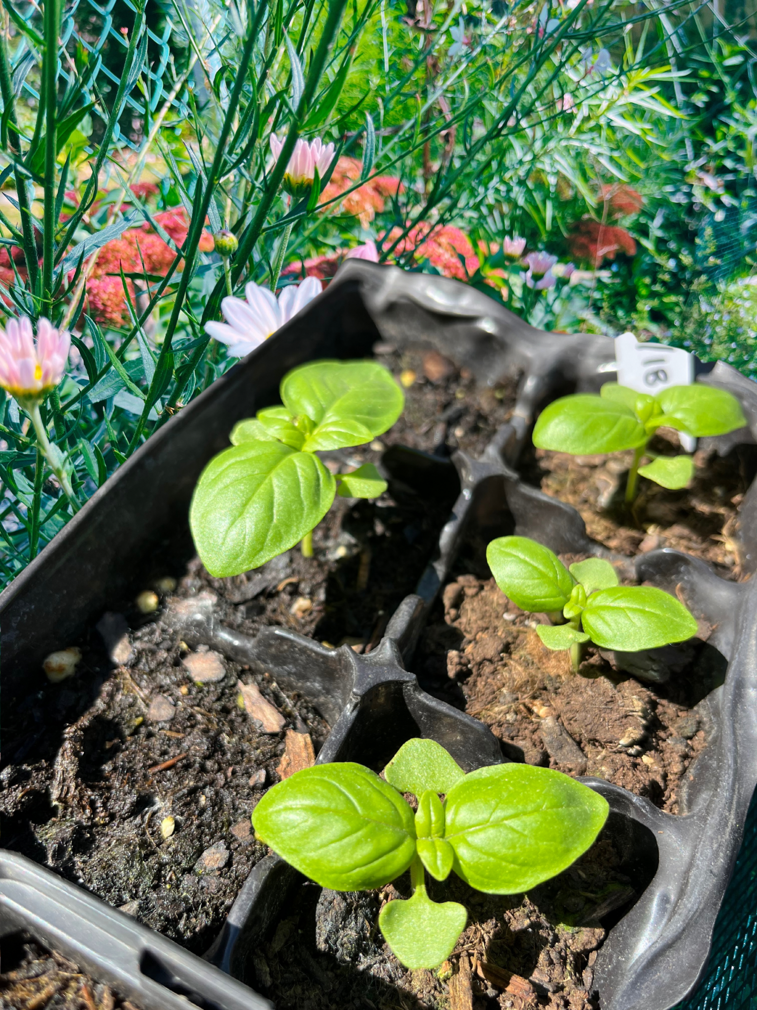 Untitled design 6.PNG