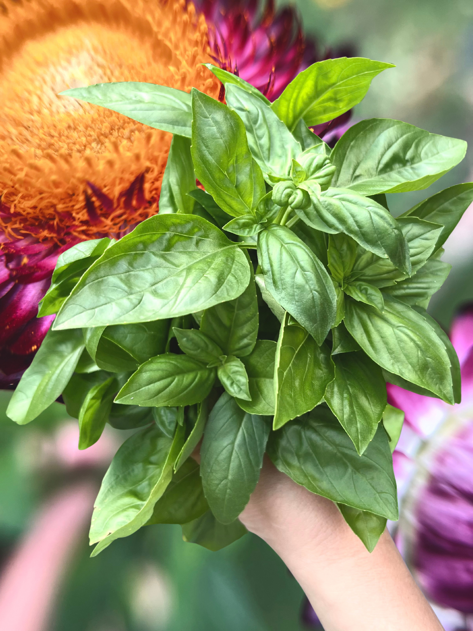 Untitled design 2.png.PNG