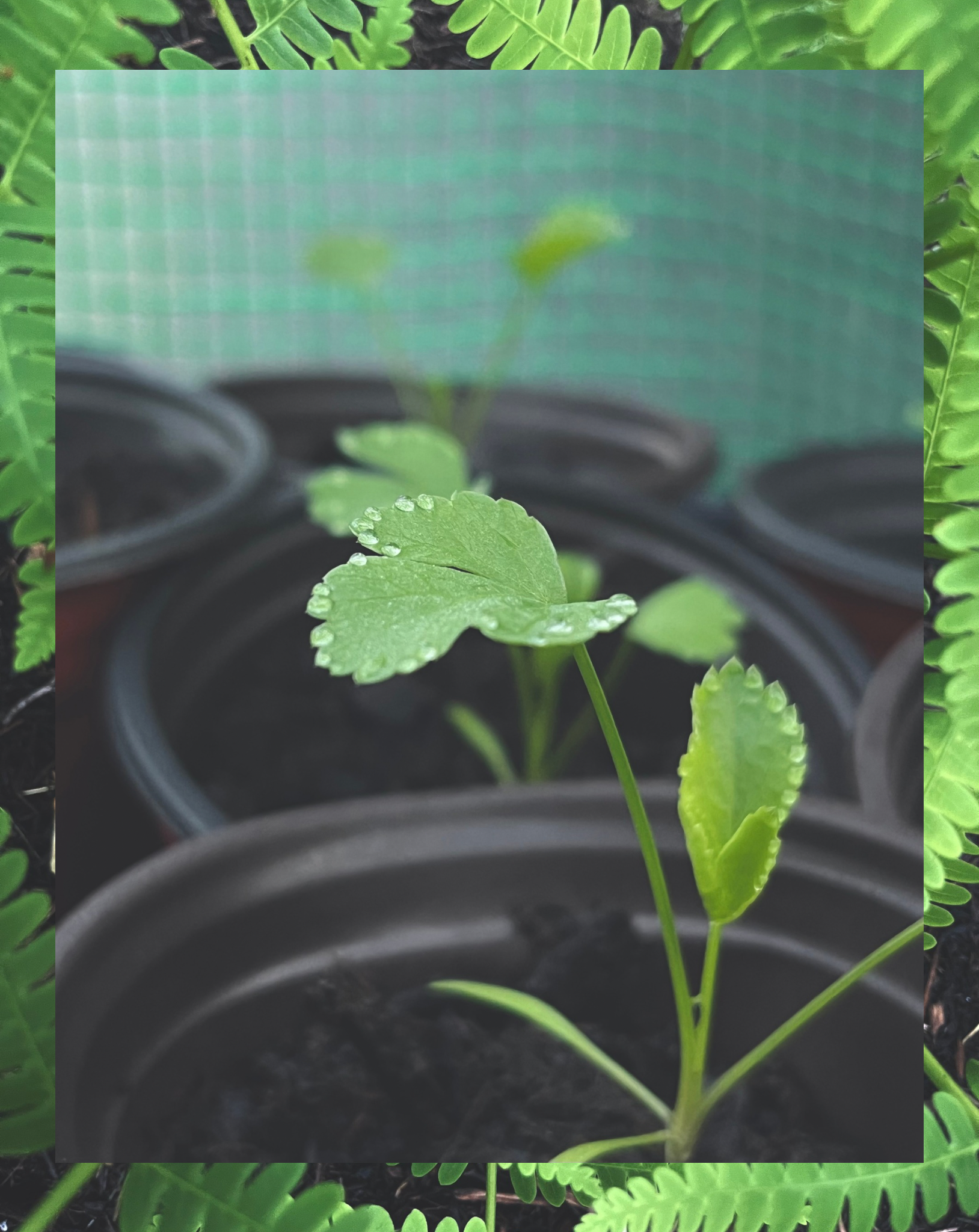 Seedling ID #1: Cilantro. Sowing Difficulty 1/10