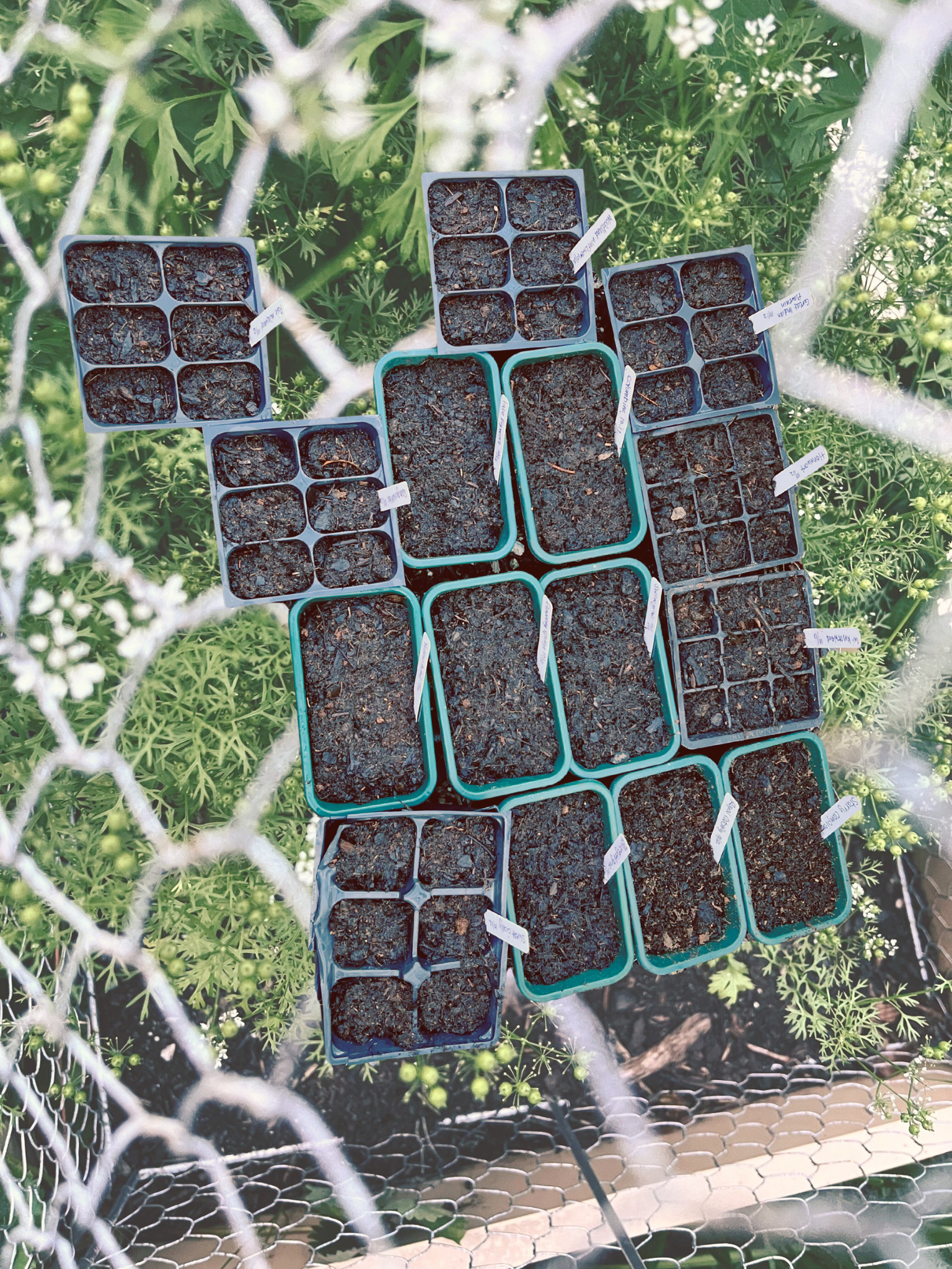 Garden Experiment #1: Sowing perennial seeds nature’s way, well, close to it.