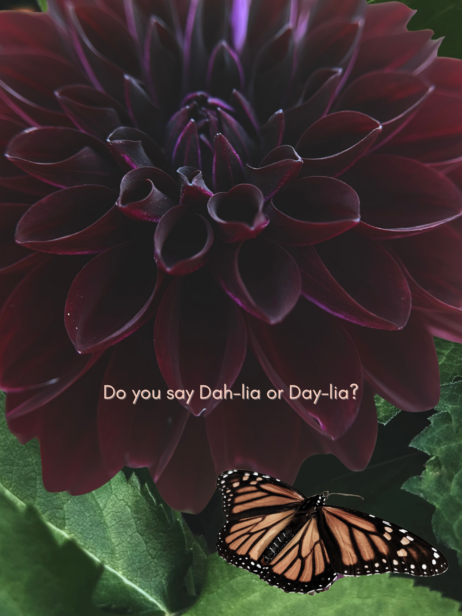 Do you say "Dah-lia" or "Day-lia"?