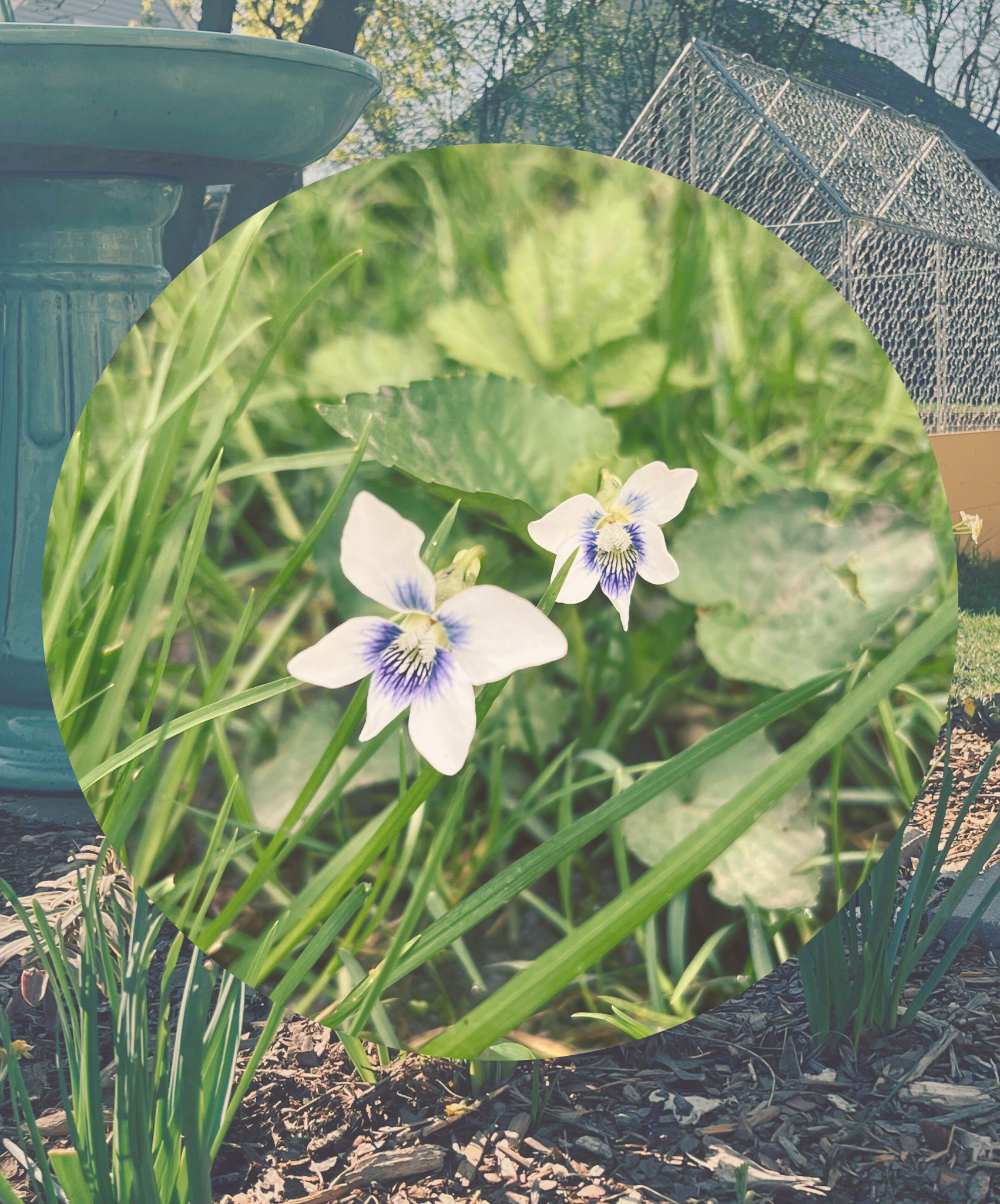 Plant Spotlight: Common Blue Violet