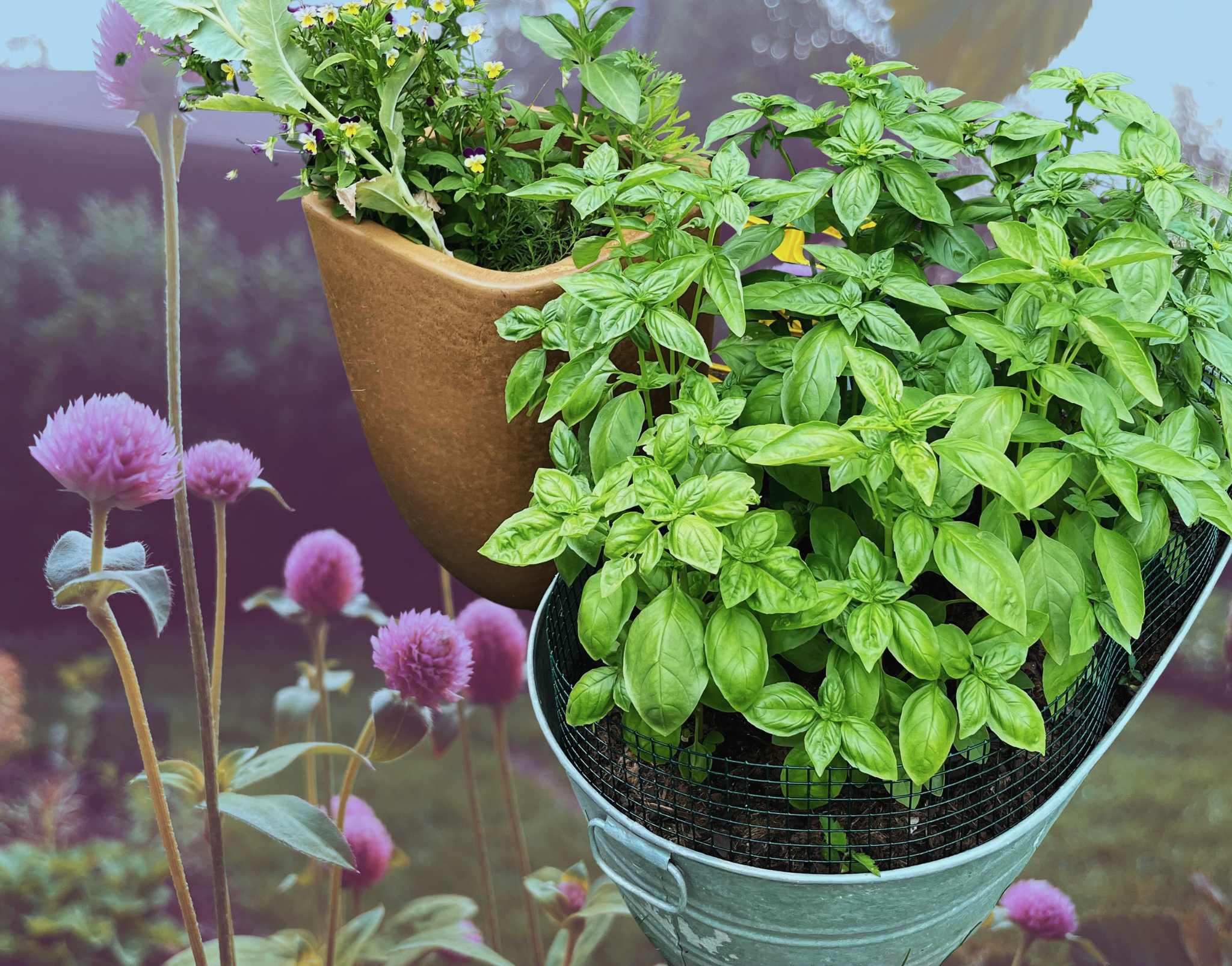 Seedling ID #2: Genovese Basil.&nbsp; Sowing Difficulty: 2/10