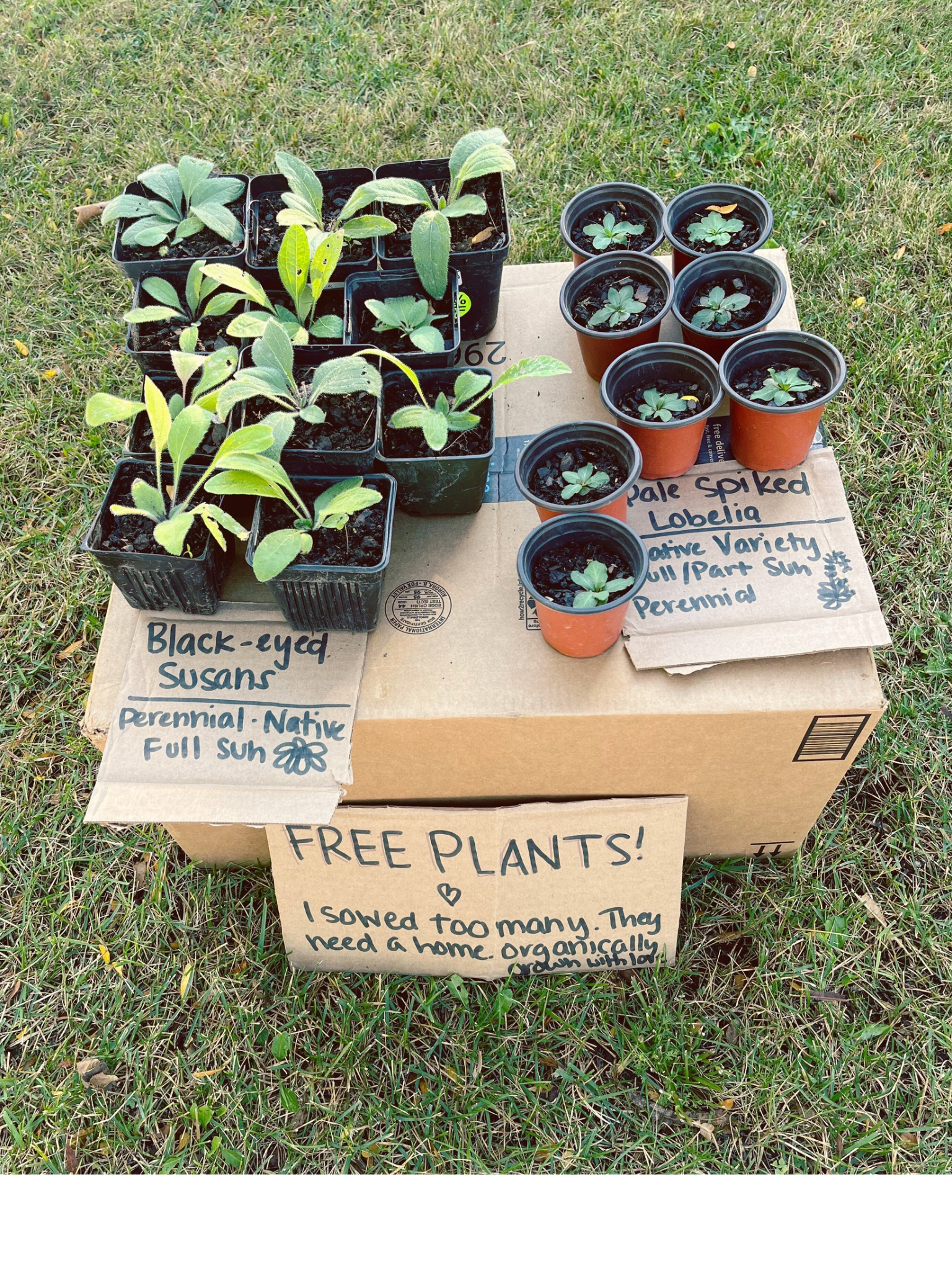 Free Plant Adoptions from the Middle Garden