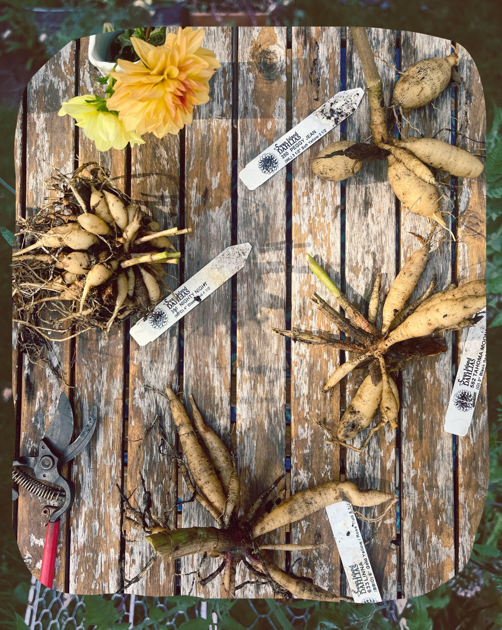 How to have your Dahlias and keep them too!  8 simple steps for overwintering these tubers