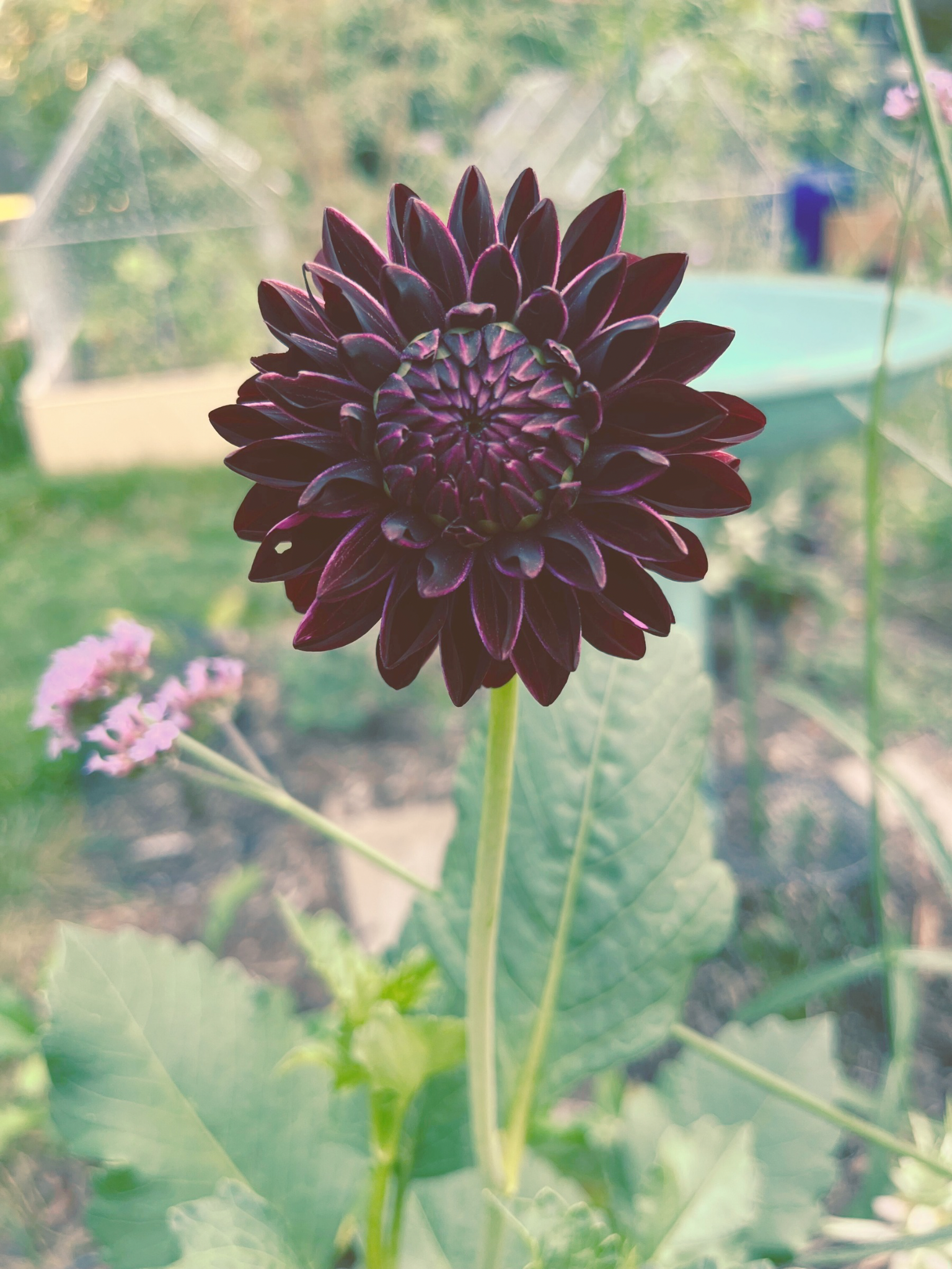 Untitled design 36.PNG