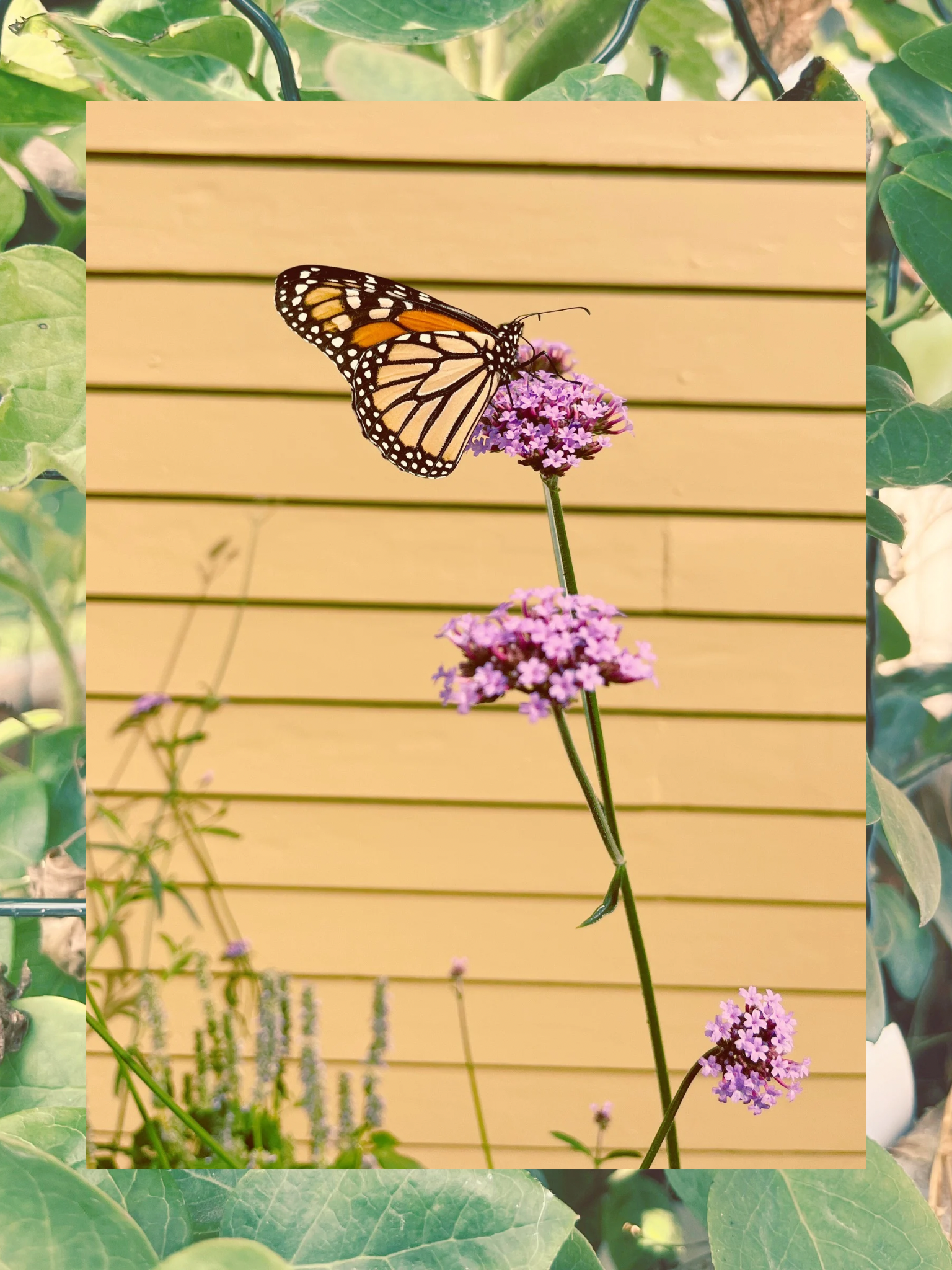 Plant Spotlight: Verbena Bonariensis