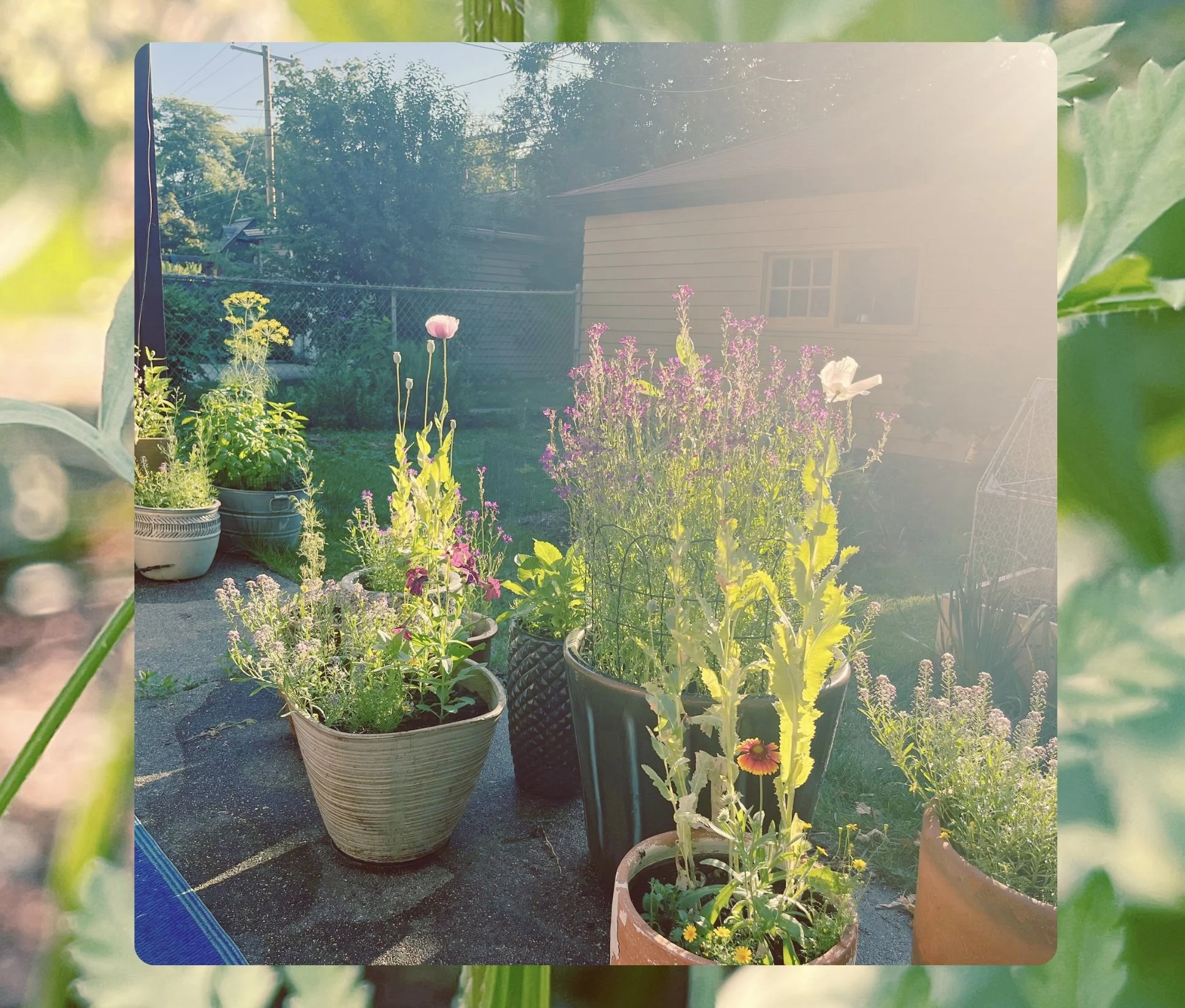 2025 Garden Recap: Prairie Beds, Purple Rain, and Plenty of Rabbits