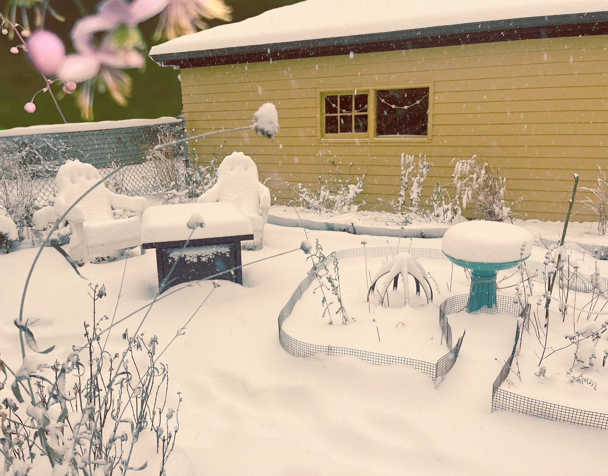 A Gardener’s Odyssey Through Winter