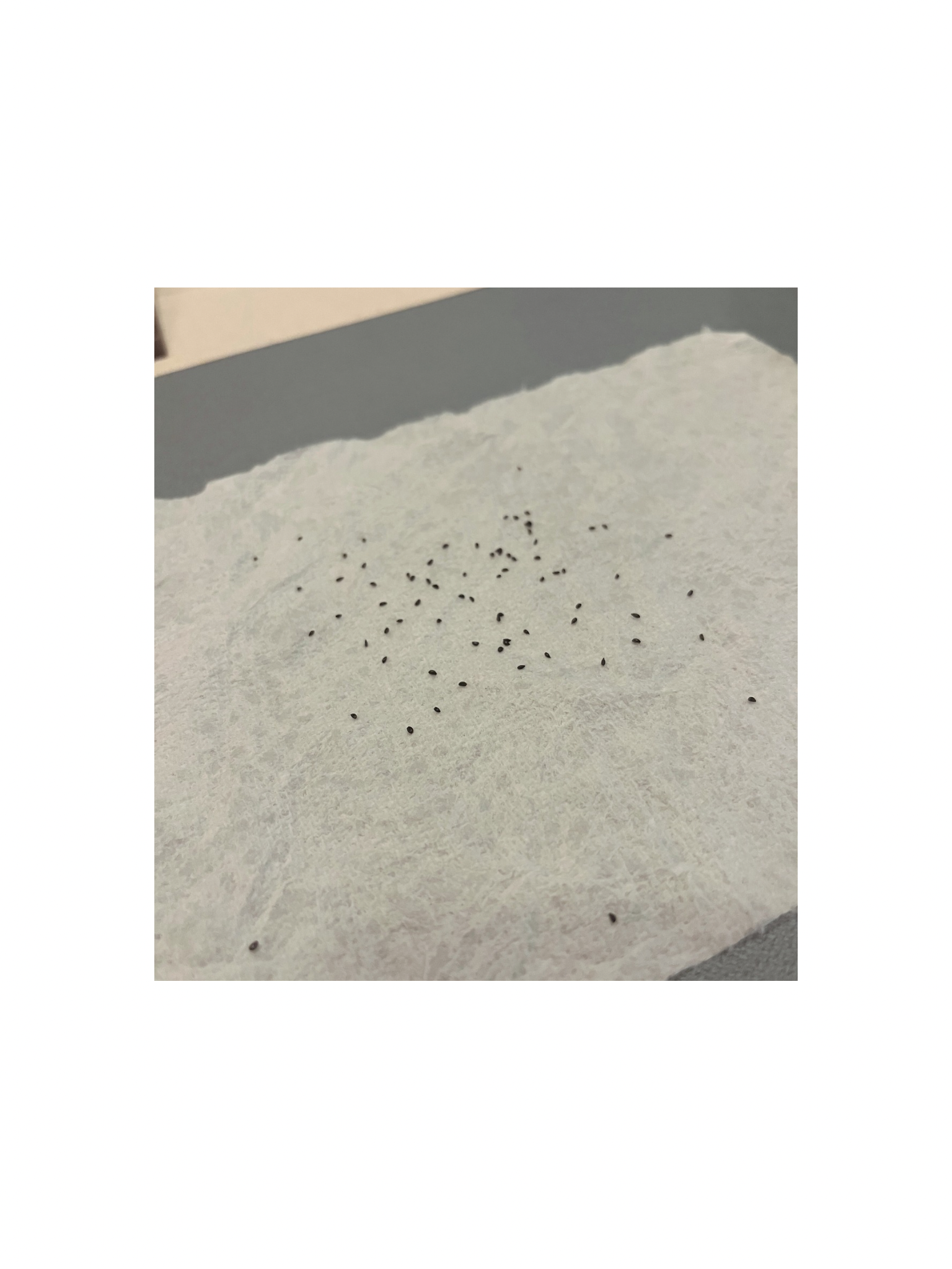 Untitled design - 6.PNG