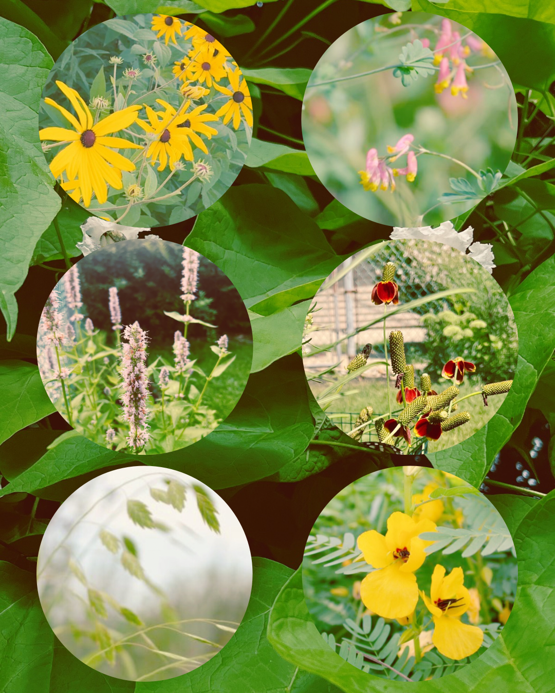 6 Native Seeds to Sow Now that will Bloom this Year!