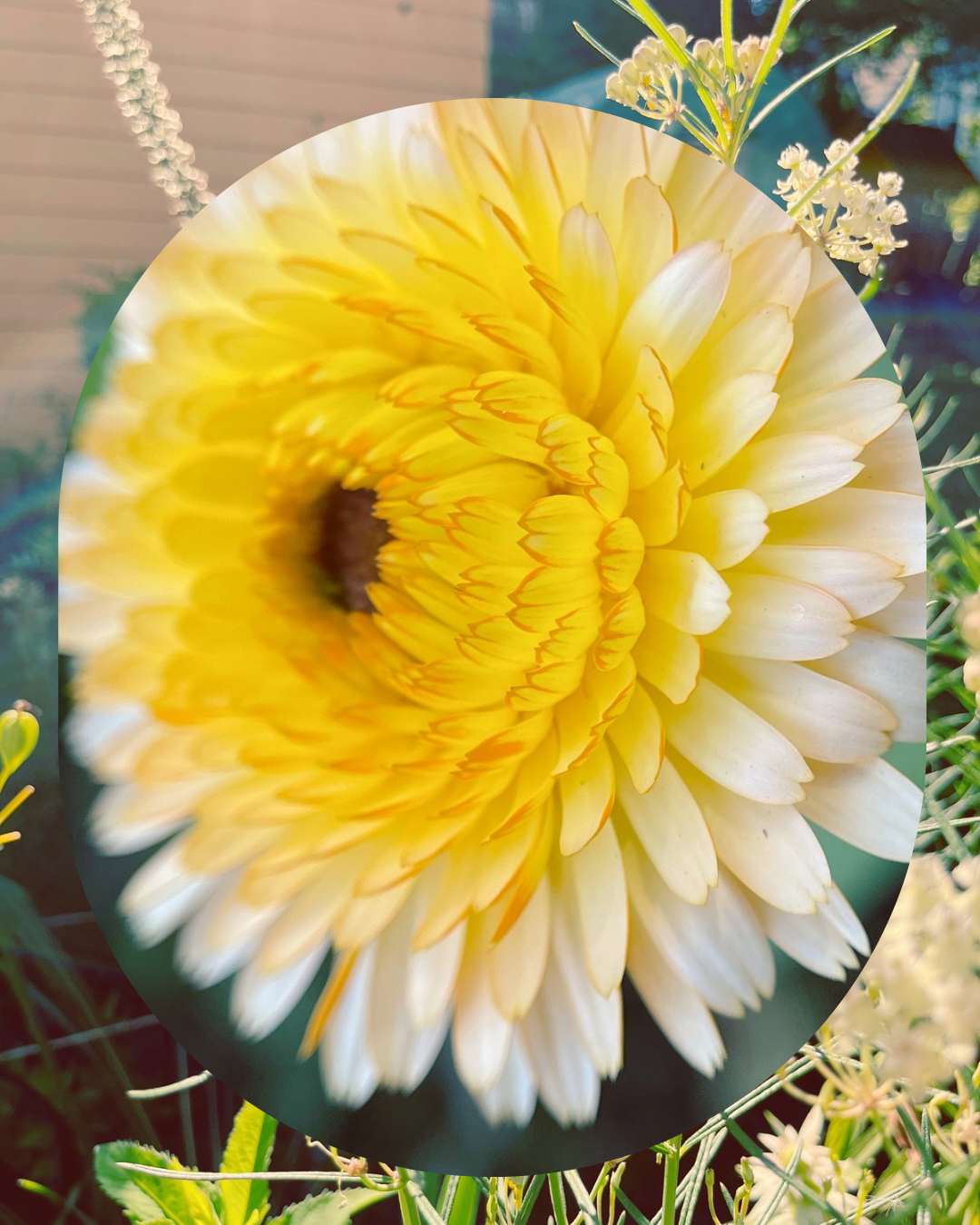 Plant Spotlight: Calendula