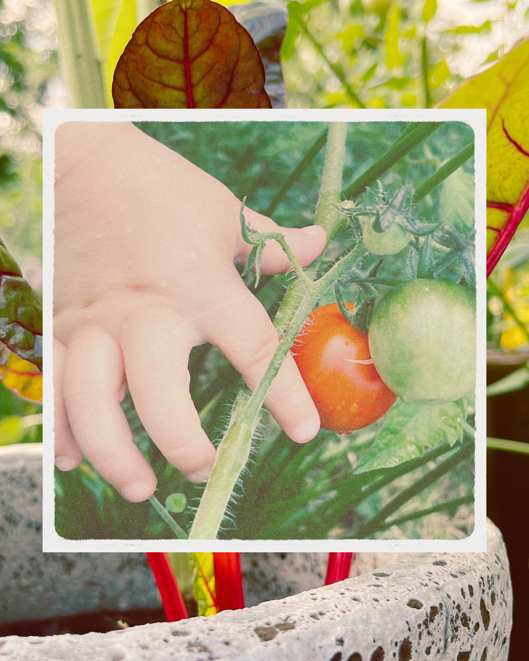 The 2026 Patio Garden Plan: Edibles!
