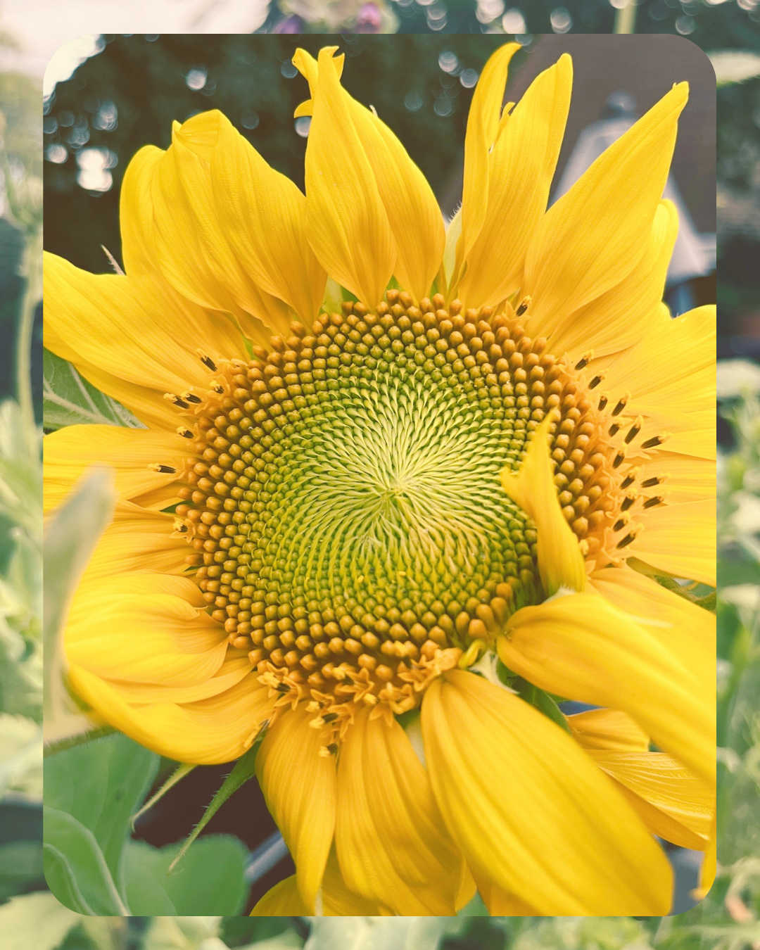 Plant Spotlight: Sunflowers (Helianthus)
