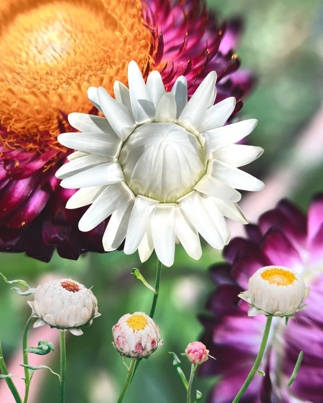 Plant Spotlight: Strawflower (Xerochrysum bracteatum)