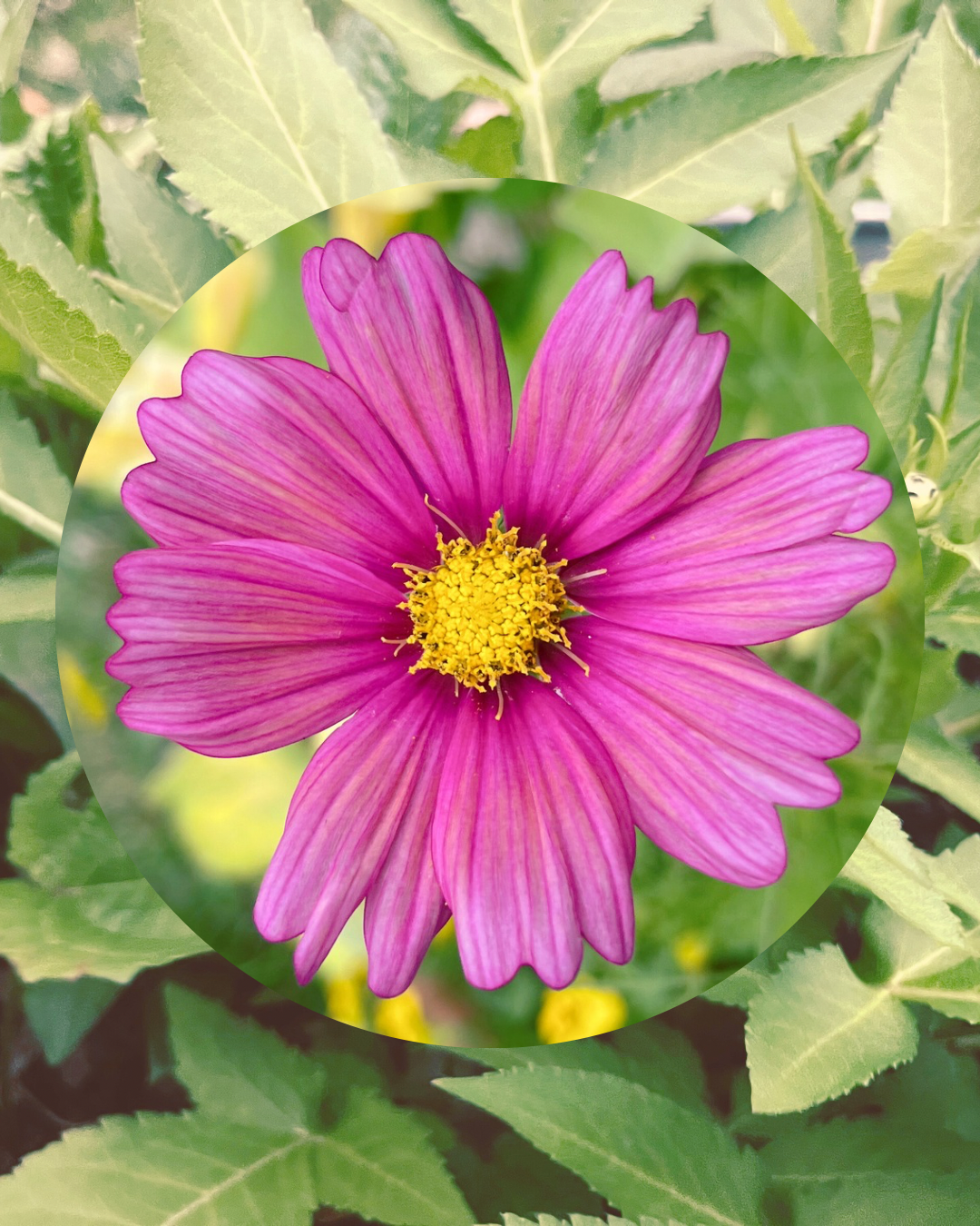 Plant Spotlight: Cosmos (Cosmos Bipinnatus)