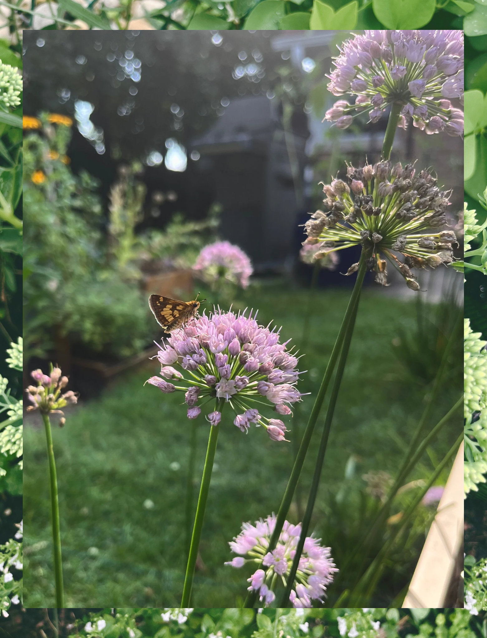 The Quiet Luxury of a Real Garden