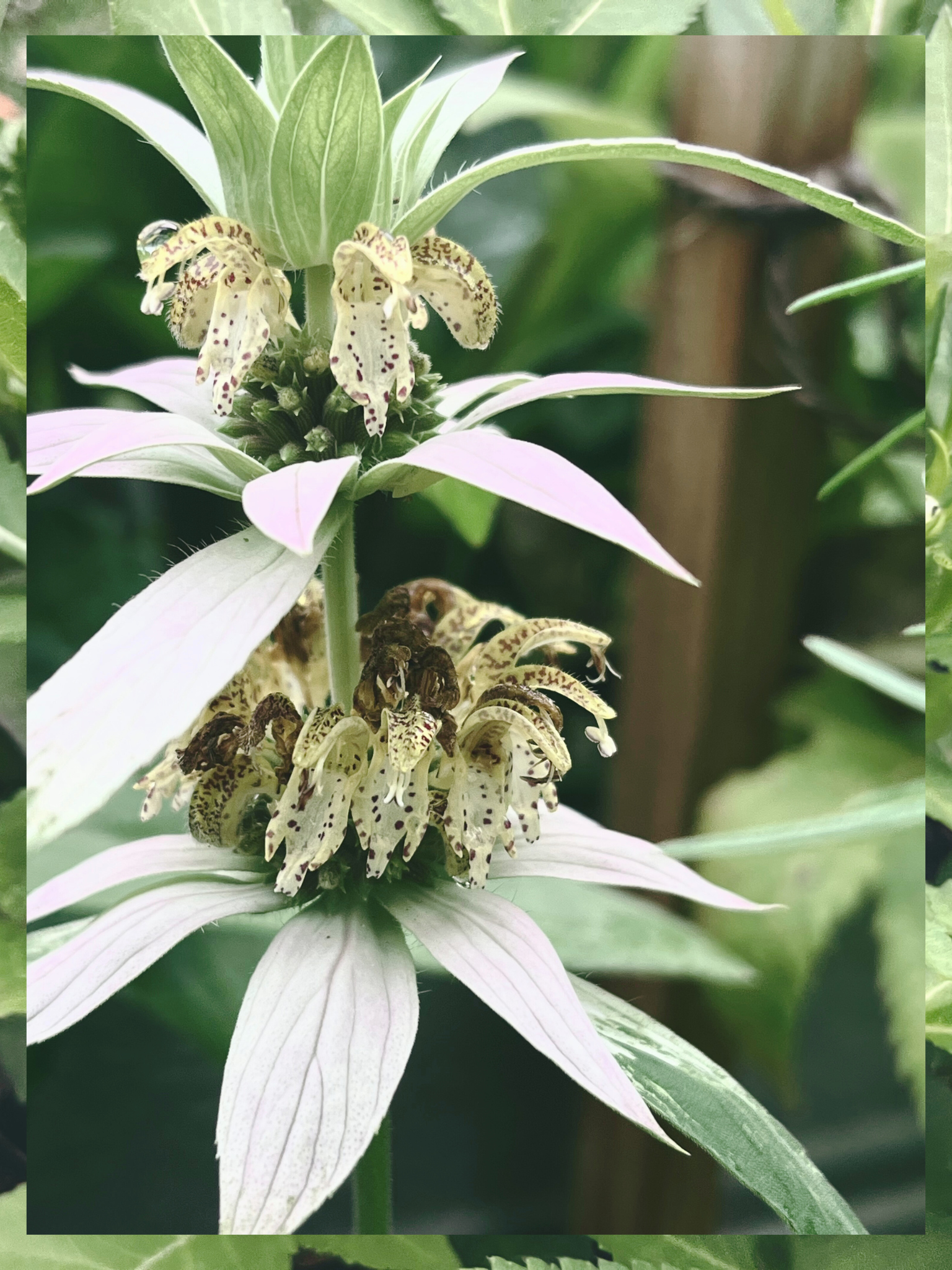 Plant Spotlight: Spotted Bee Balm (monarda punctata)
