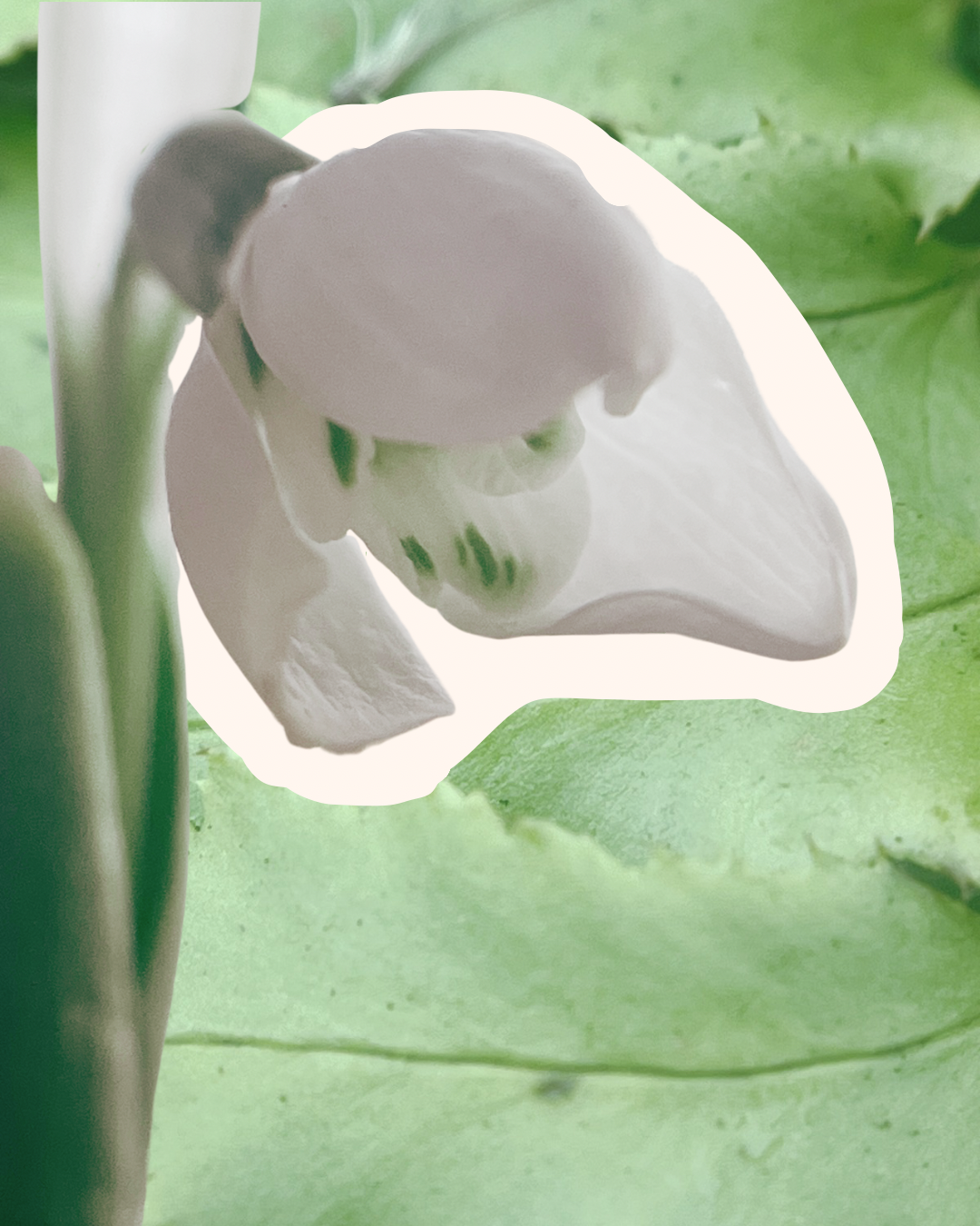 Plant Feature: Snowdrops (Galanthus)